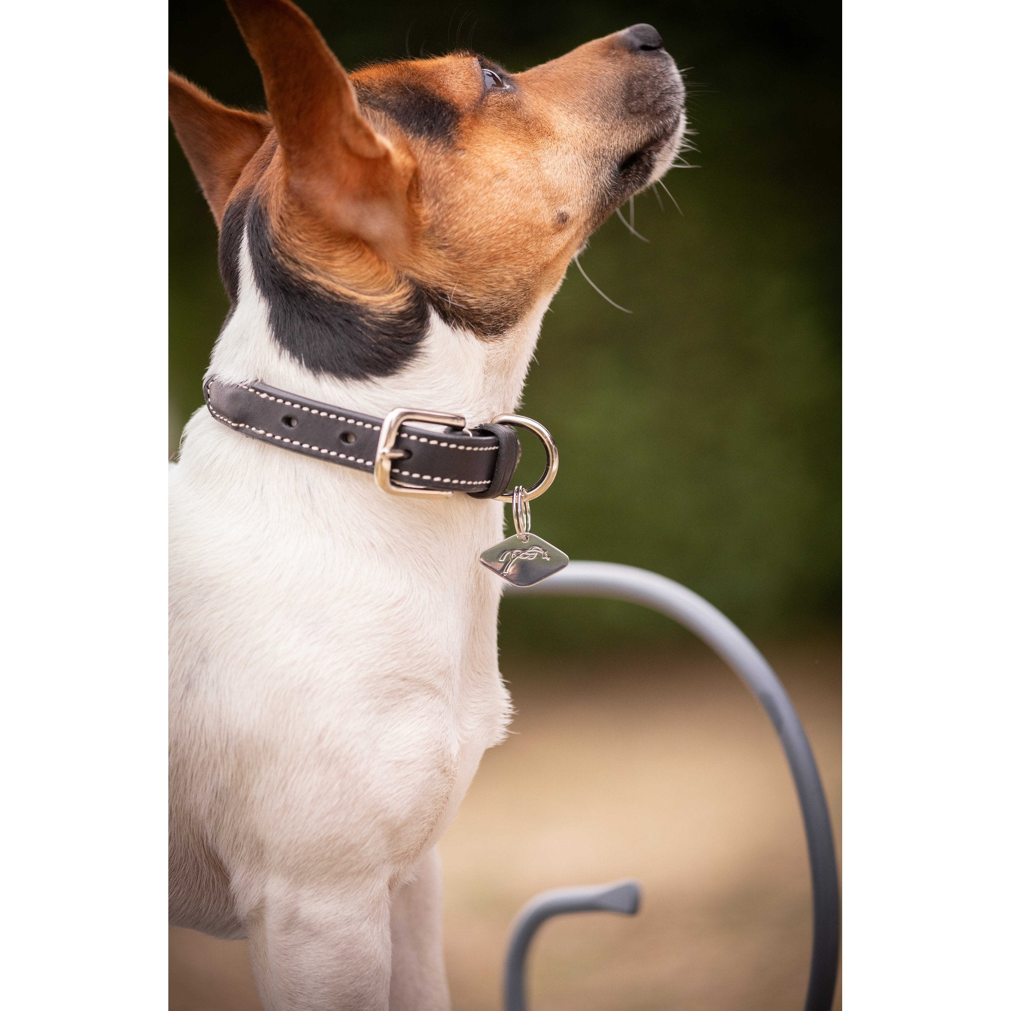 Penelope Olie Dog Collar Havana - 409825430_ambi_4