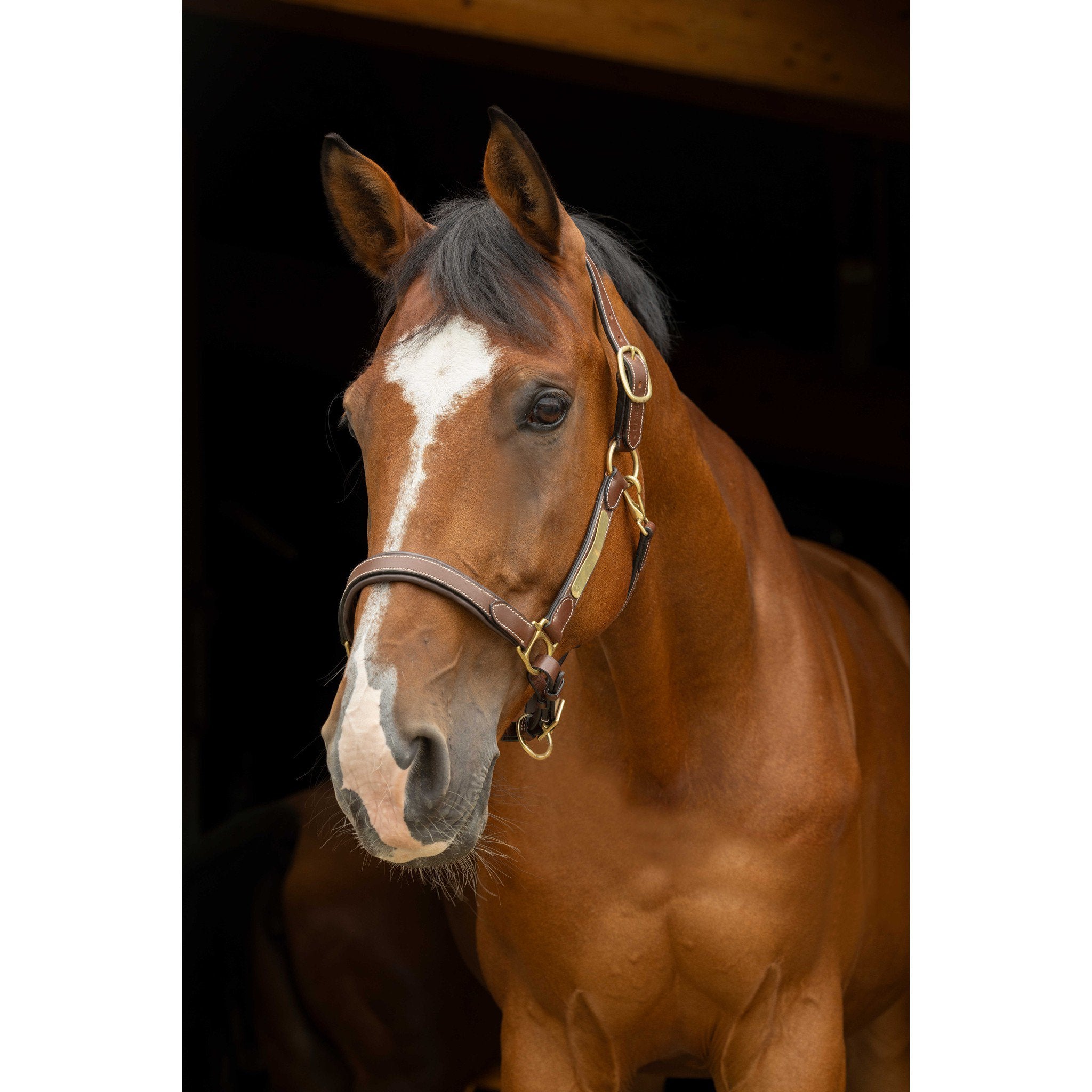 Eric Thomas Pro leather grooming head collar Havana 307500318