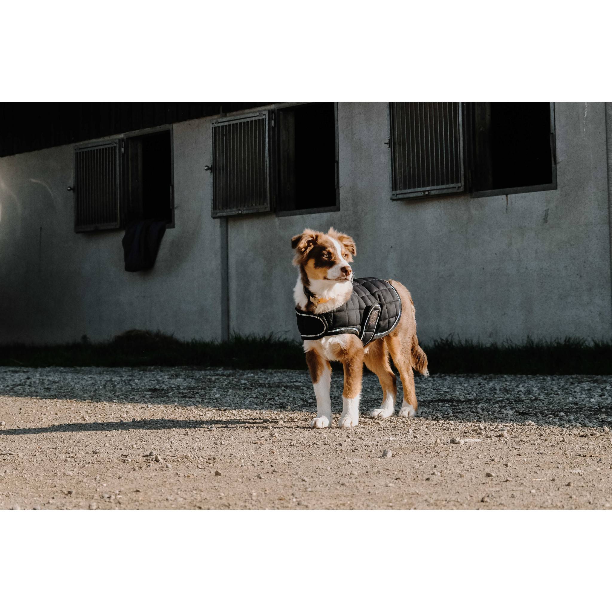 Je t'aime EQUITHÈME Velours dog rug Black 409037240