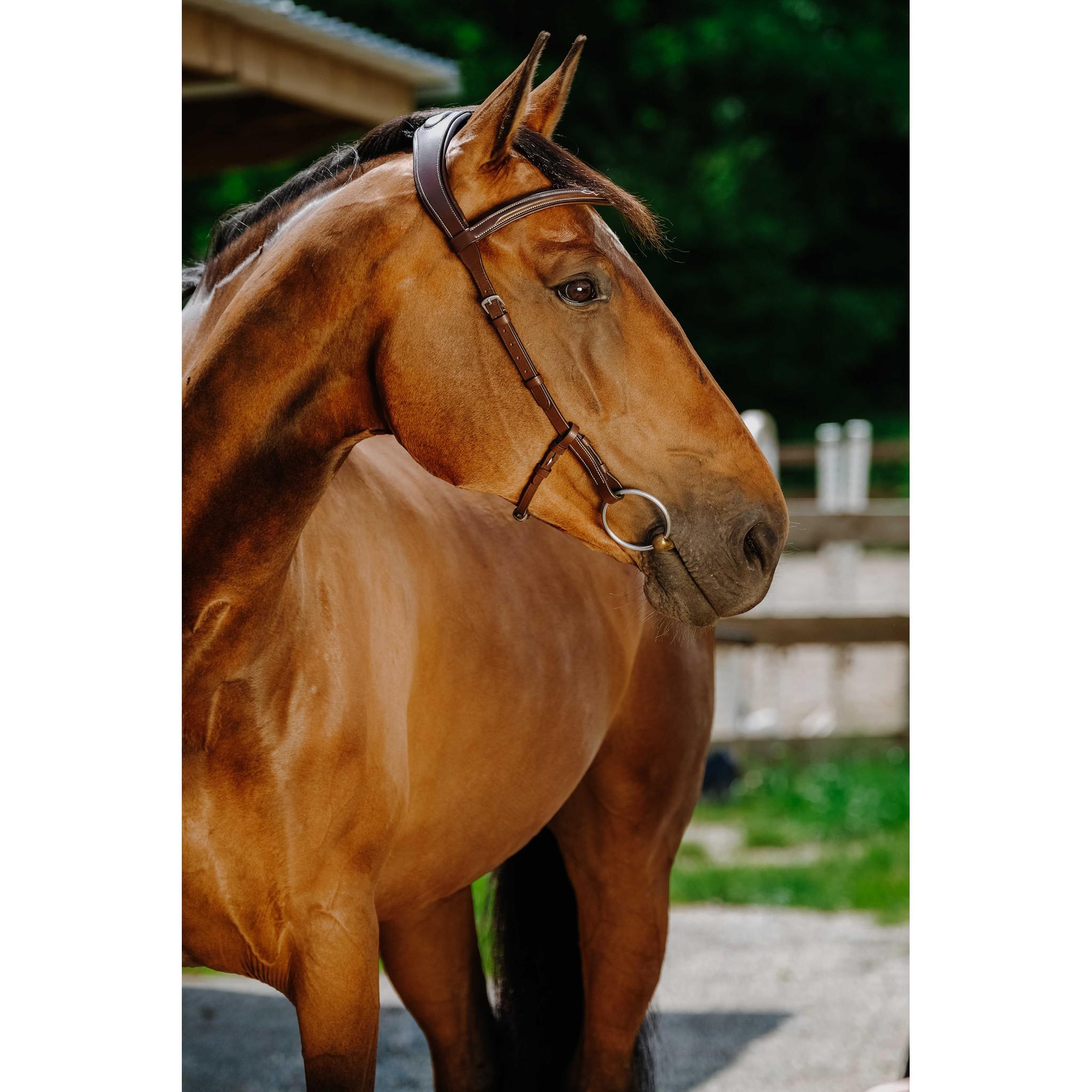 Norton Freedom Bridle Havana 301804318