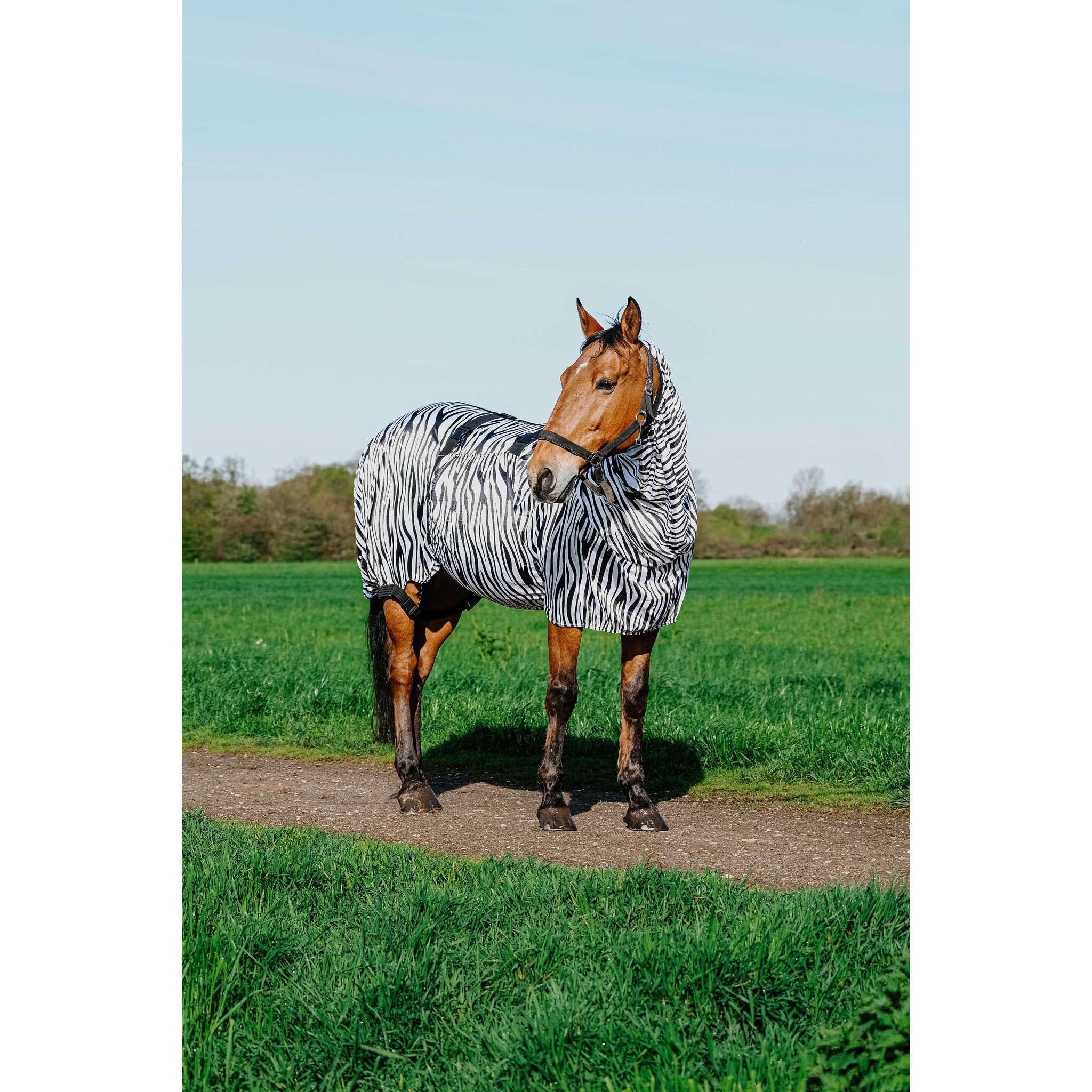Riding World Anti-Eczema zebra Sheet Zebra 400708050