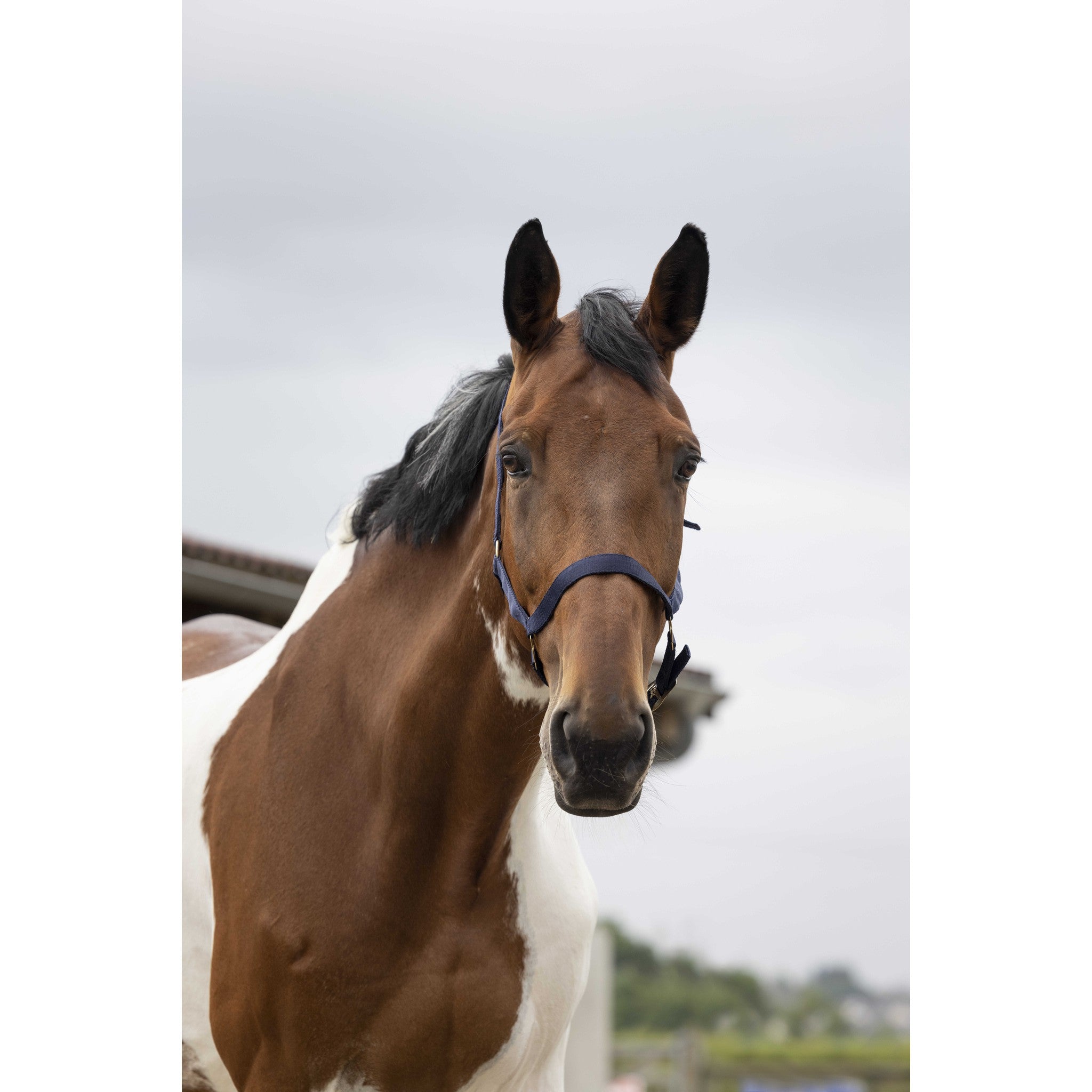 Norton Double thickness nylon headcollar with buckles Navy blue 510041007