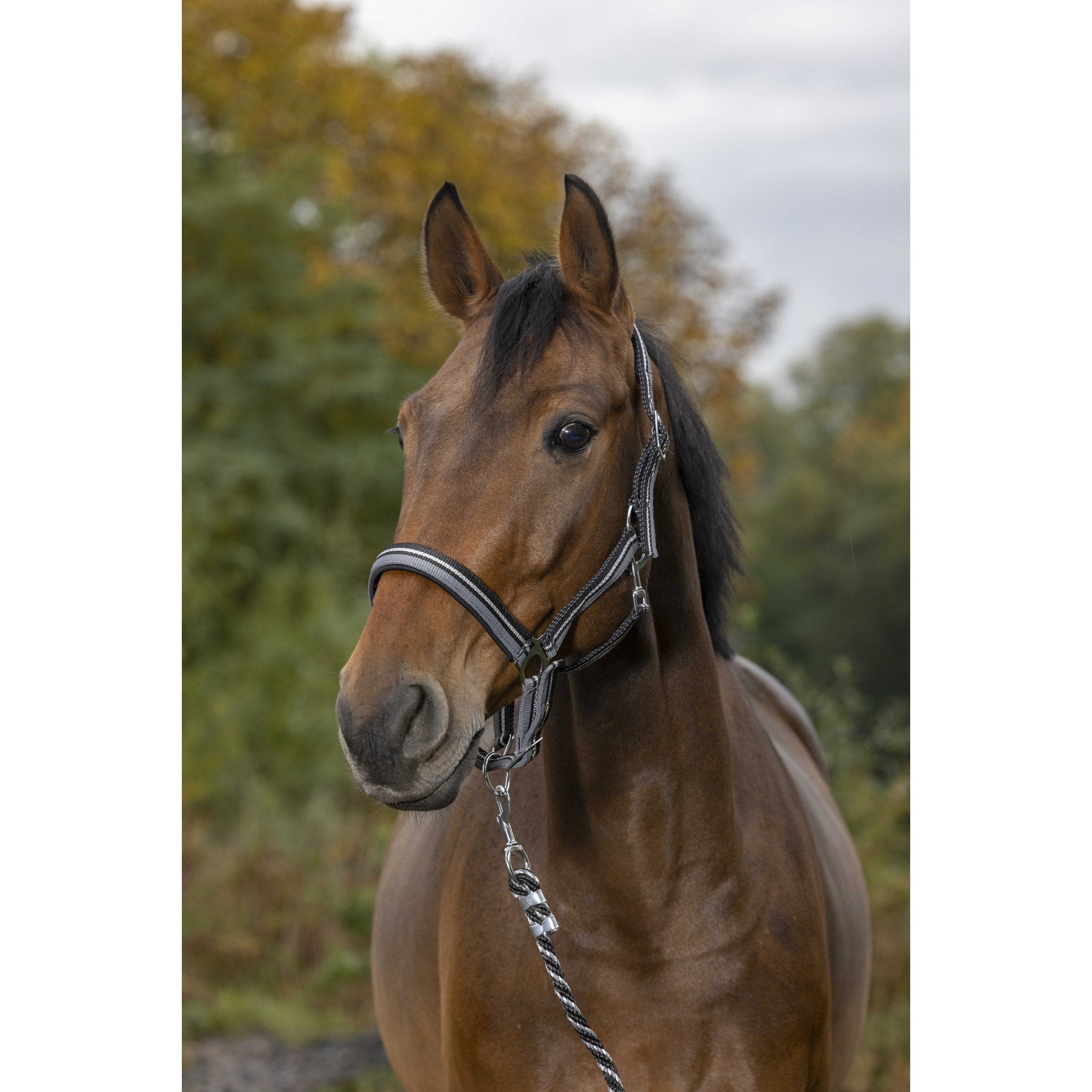 Norton Shining Halter + Lead Rope Black/grey 510609002