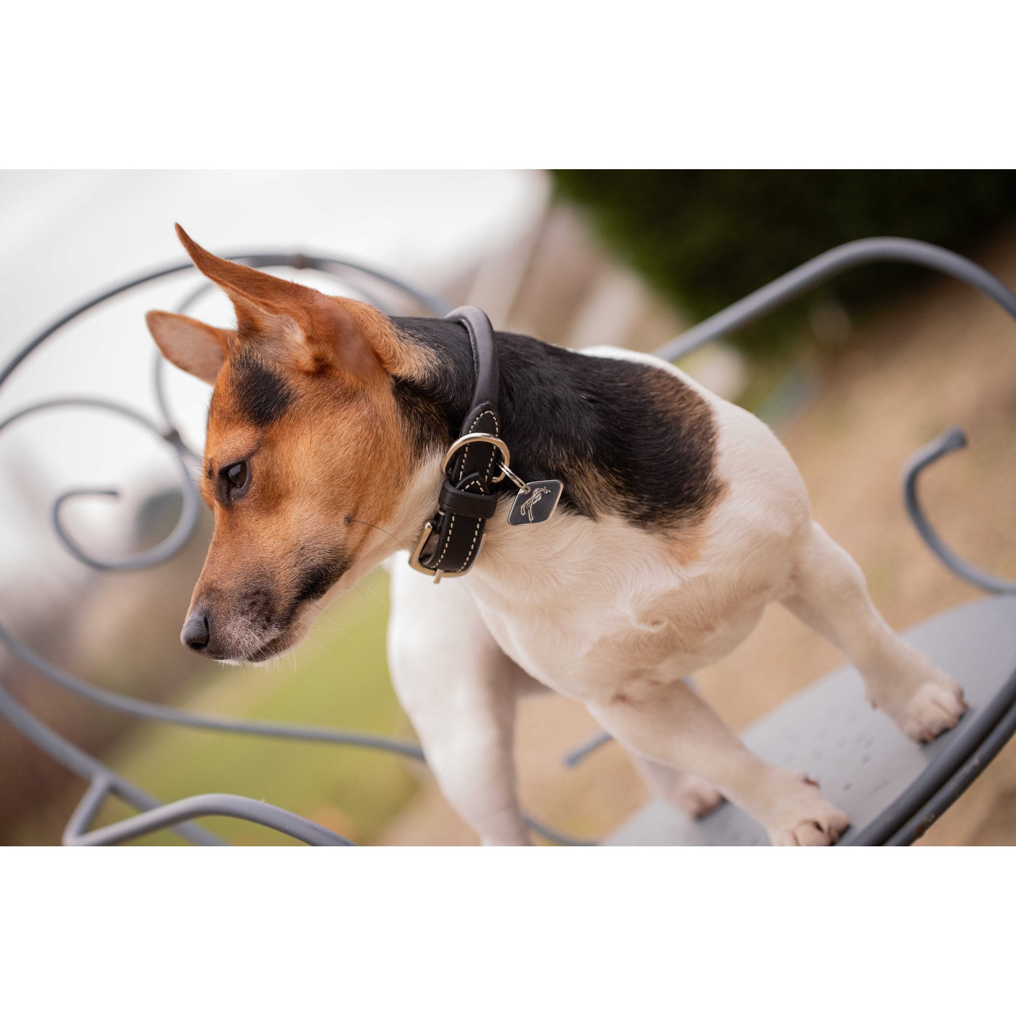 Penelope Olie Dog Collar Havana - 409825430_ambi_2