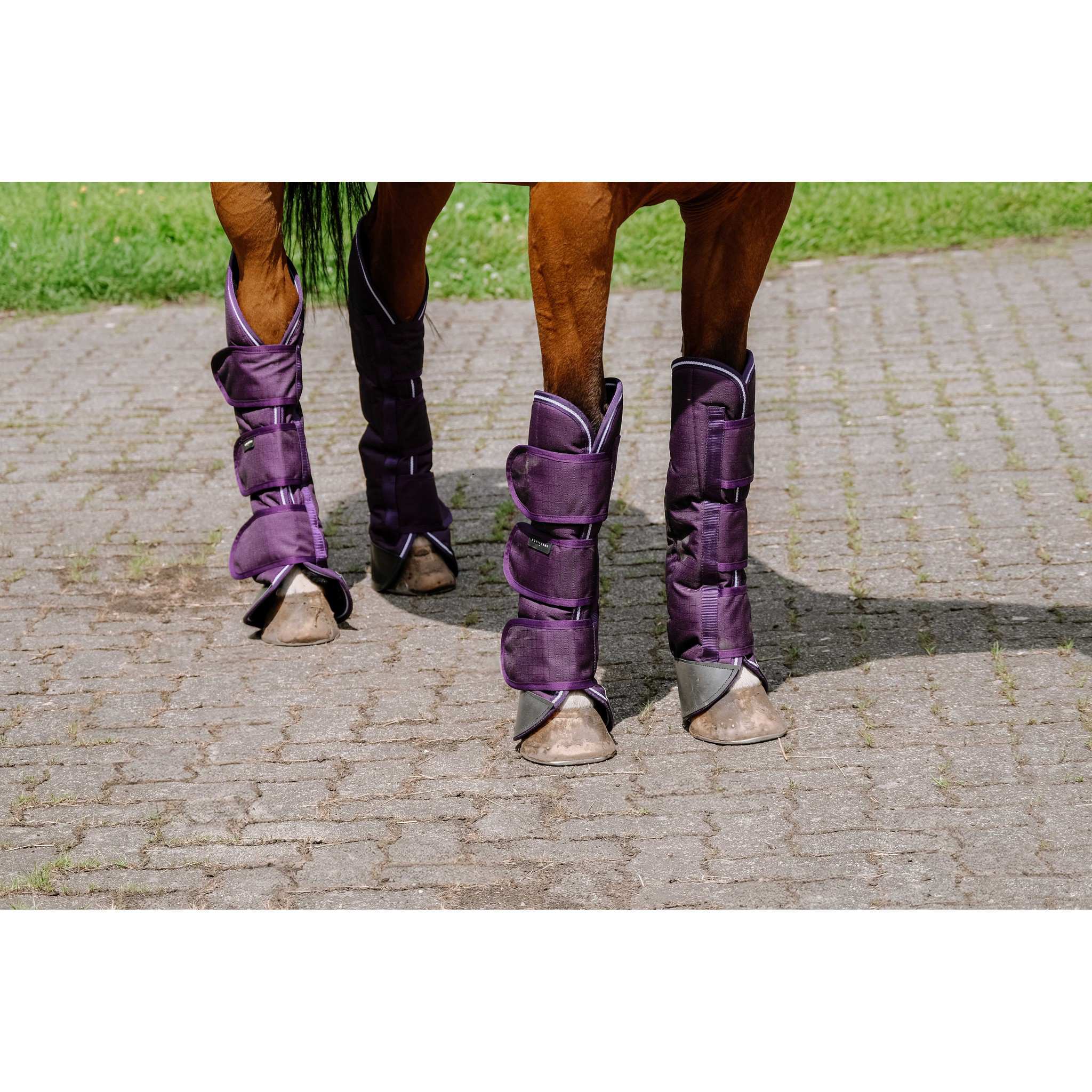 EQUITHÈME Tyrex 600D Travel Boots Plum 400569103