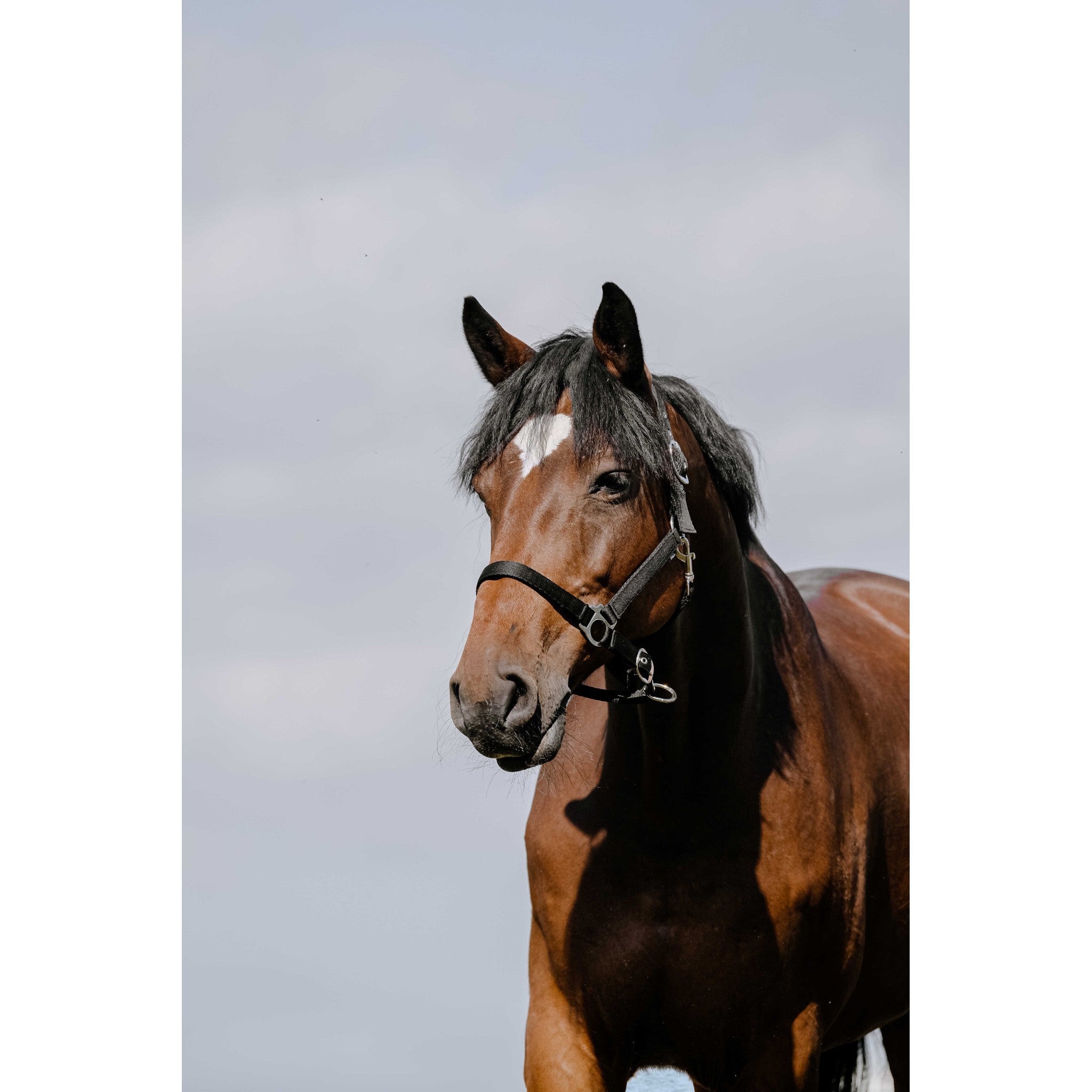 Riding World Cushion Halter Black 510258302