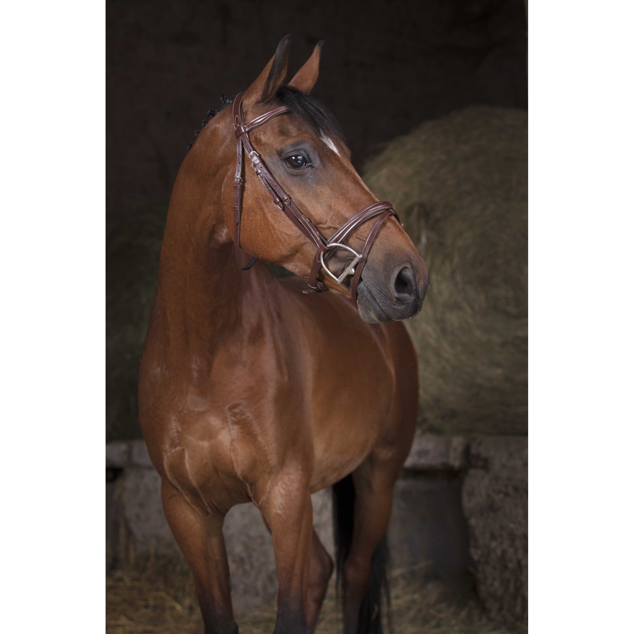 Bridle Norton Pro Combined Havana 301829318