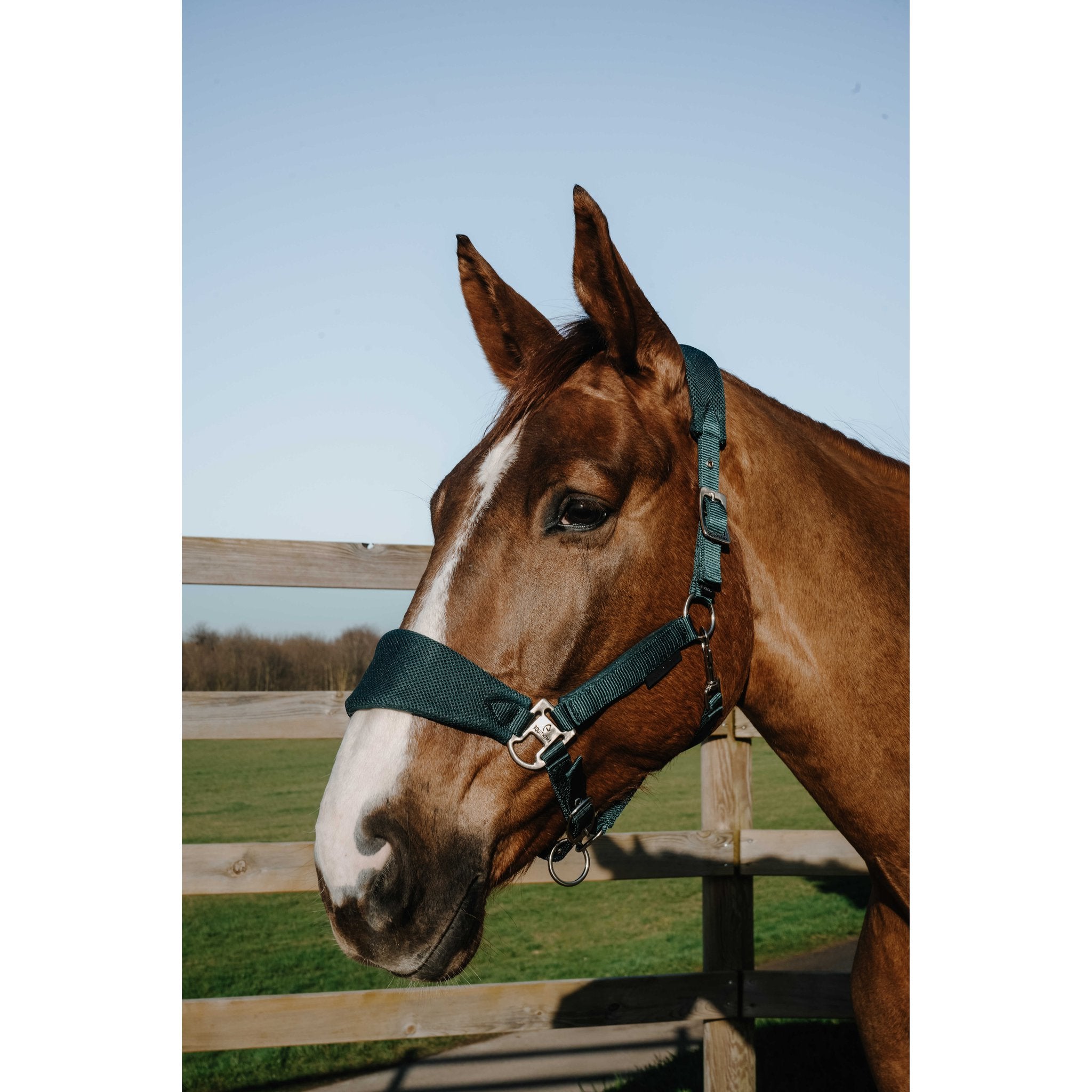 EQUITHÈME BREEZE Halter Dark green - 510294309_ambi_1