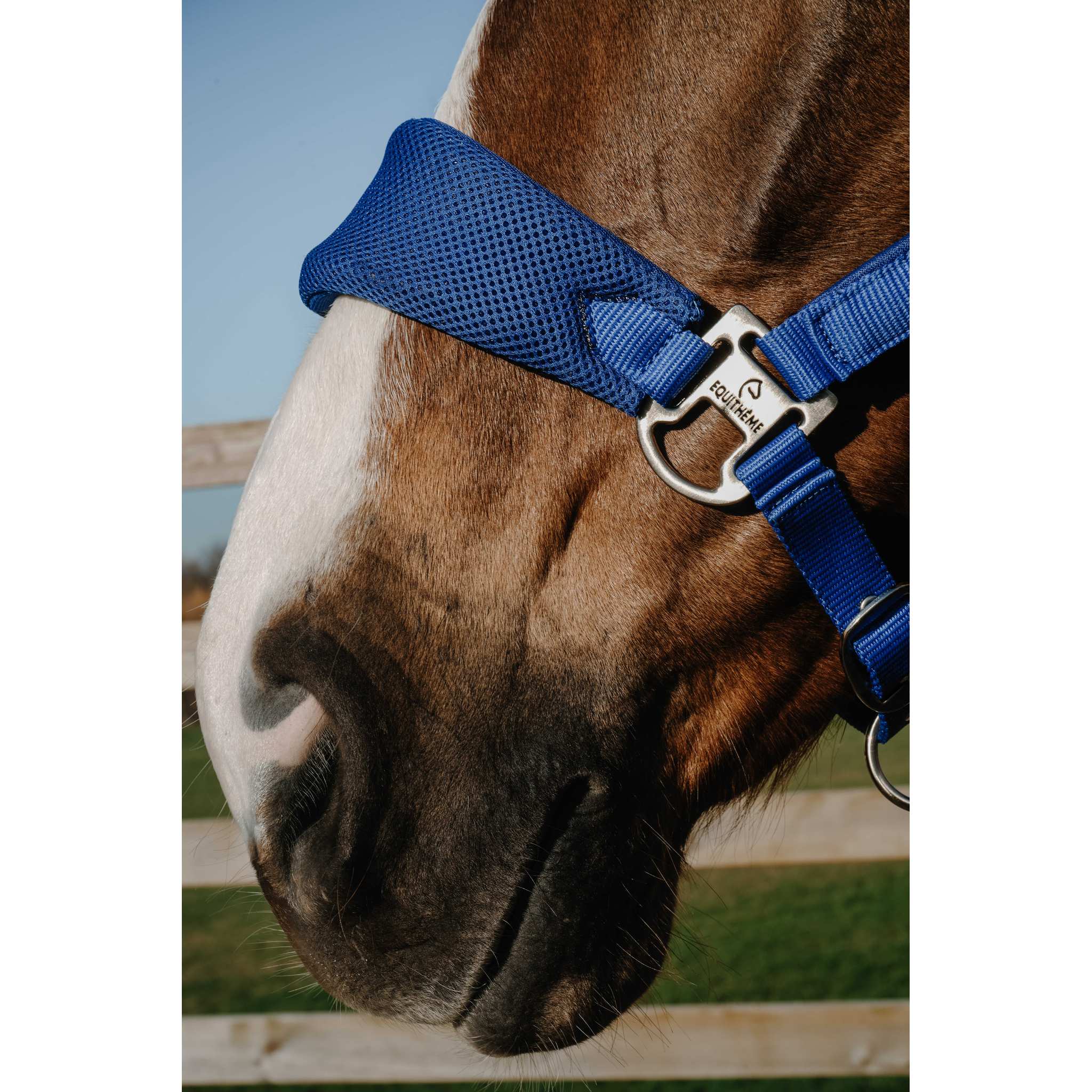 EQUITHÈME BREEZE Halter Royal blue - 510294306_ambi_2