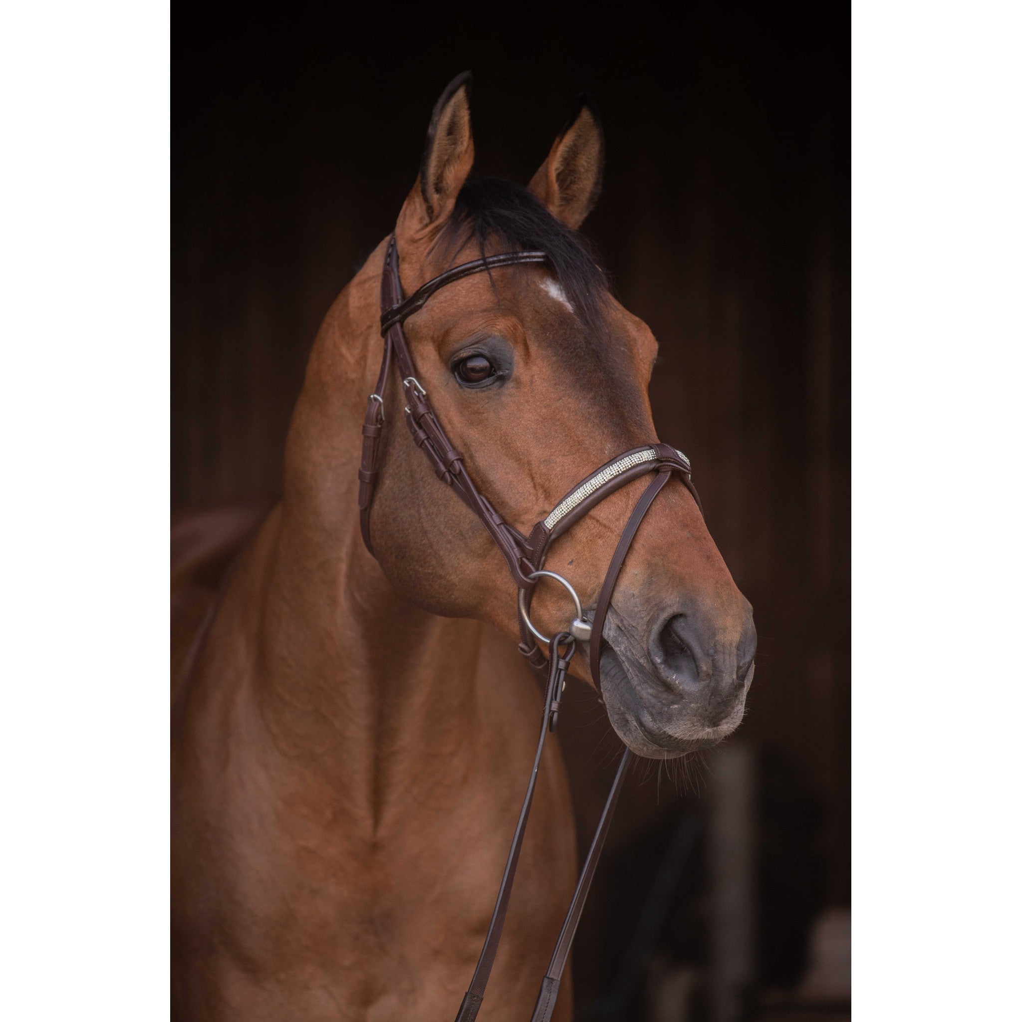 Pénélope Symphonie Bridle Havana 301612318