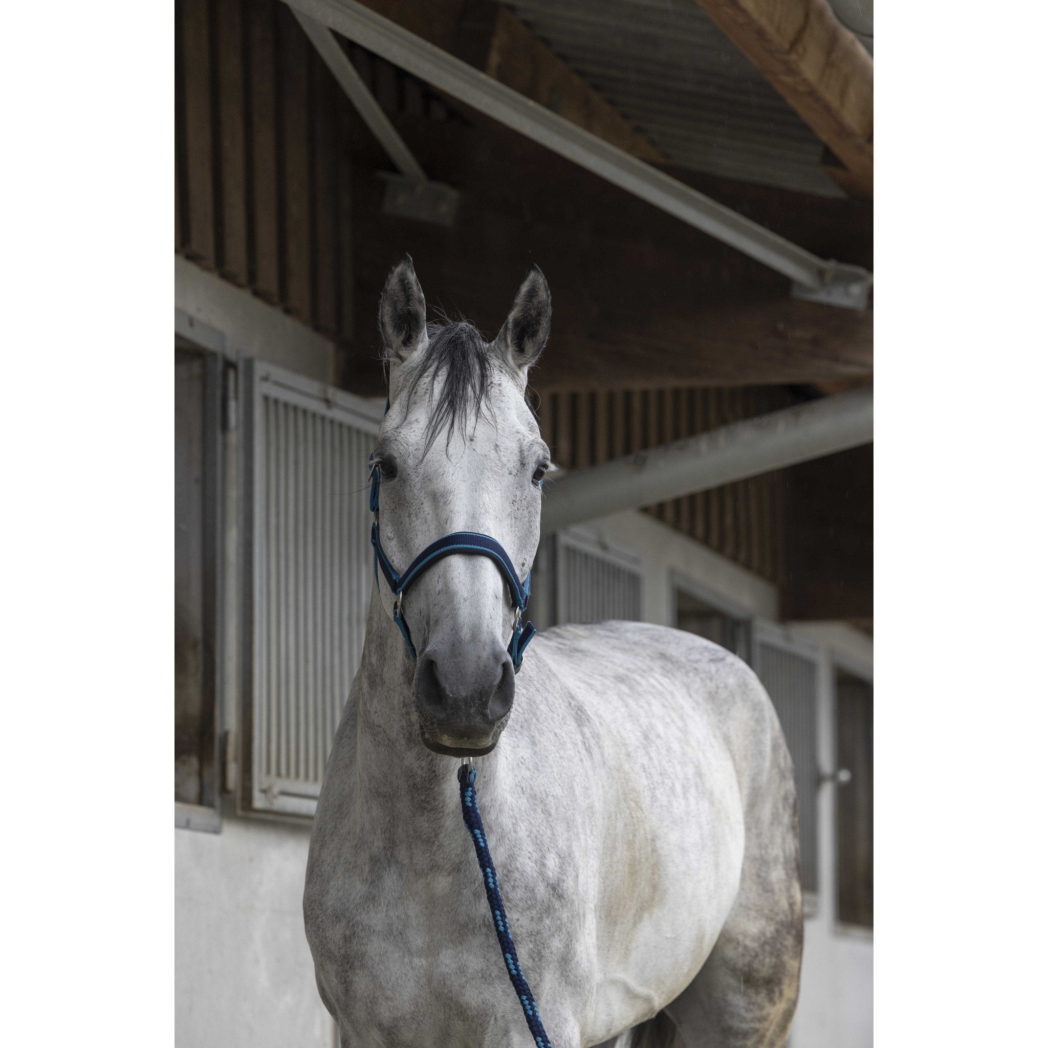 EQUITHÈME Satin Halter + Lead Rope Dark blues/turquoise 510605717