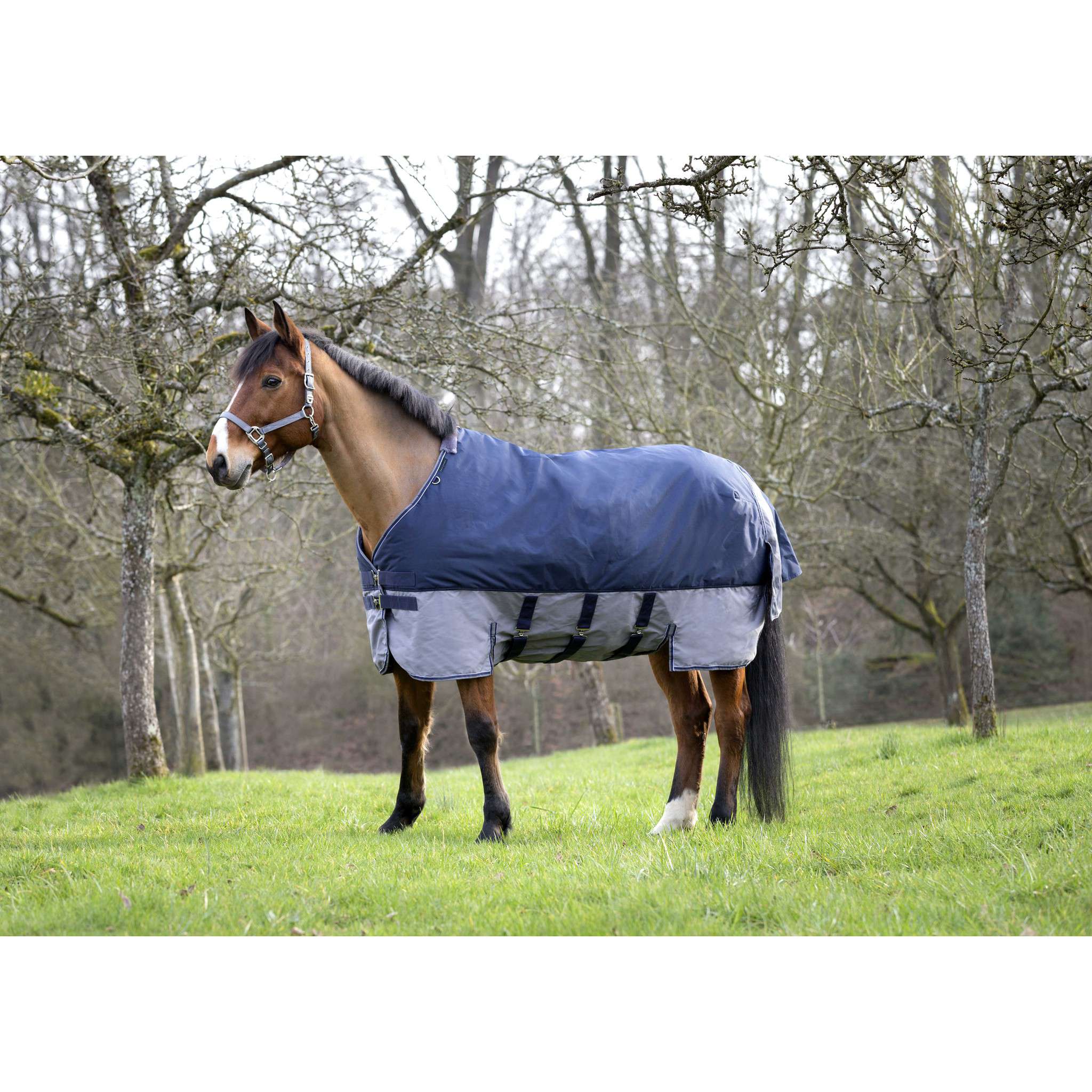 EQUITHÈME Tyrex New 600 D Turnout rug - belly belt Navy blue/grey 400922763