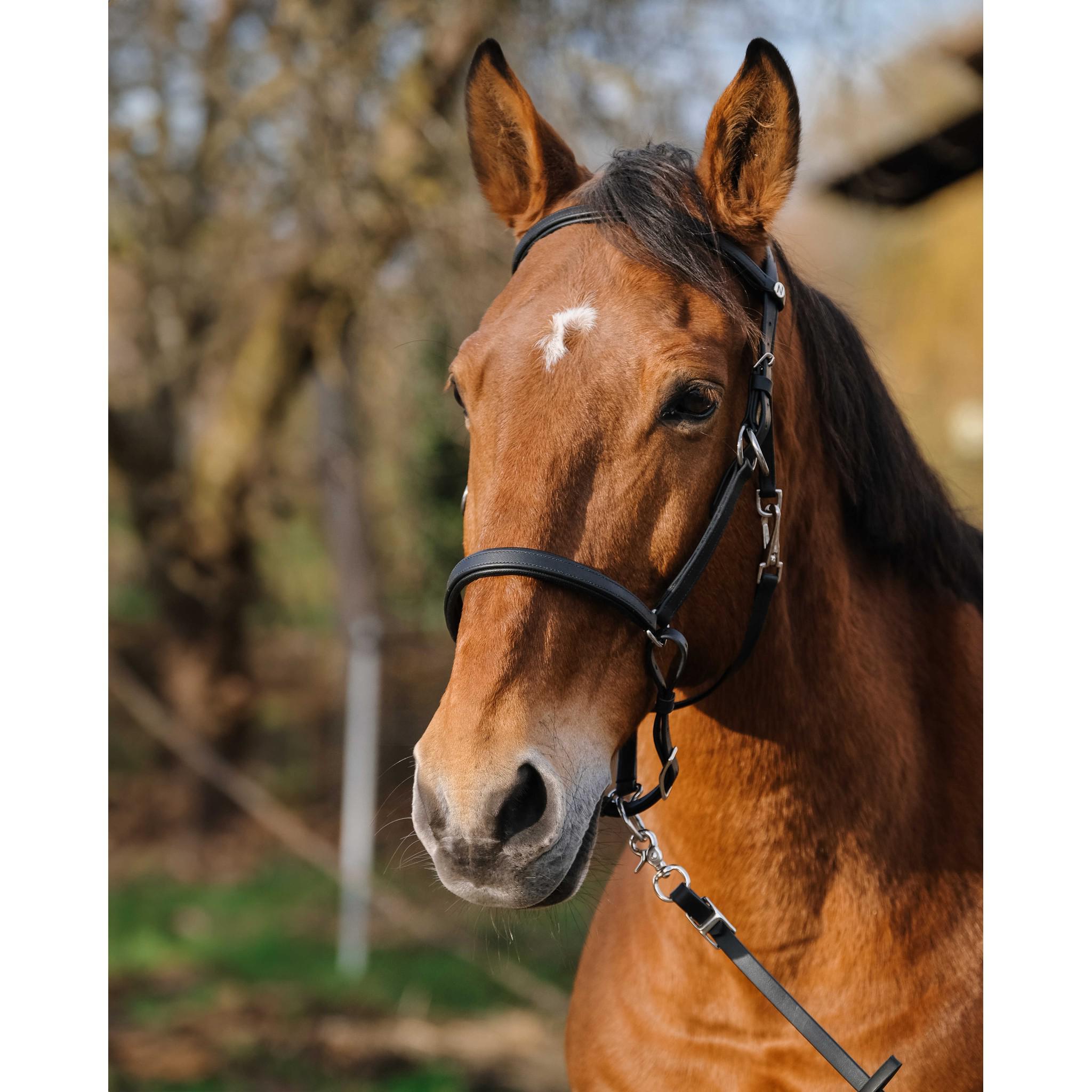 Norton Training Bridle/Halter Black 301927302