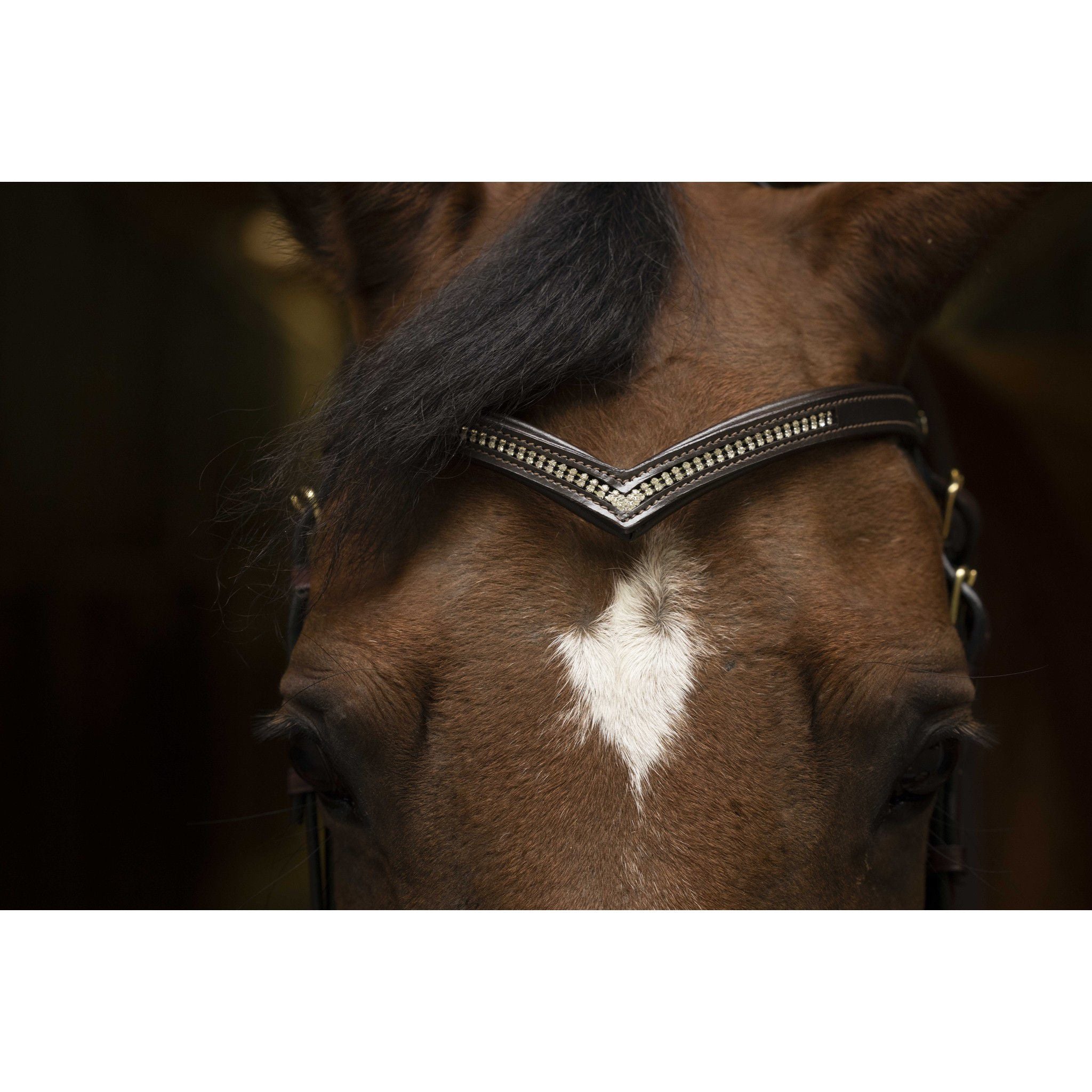 Norton Club V diamond browband Havana 304911304