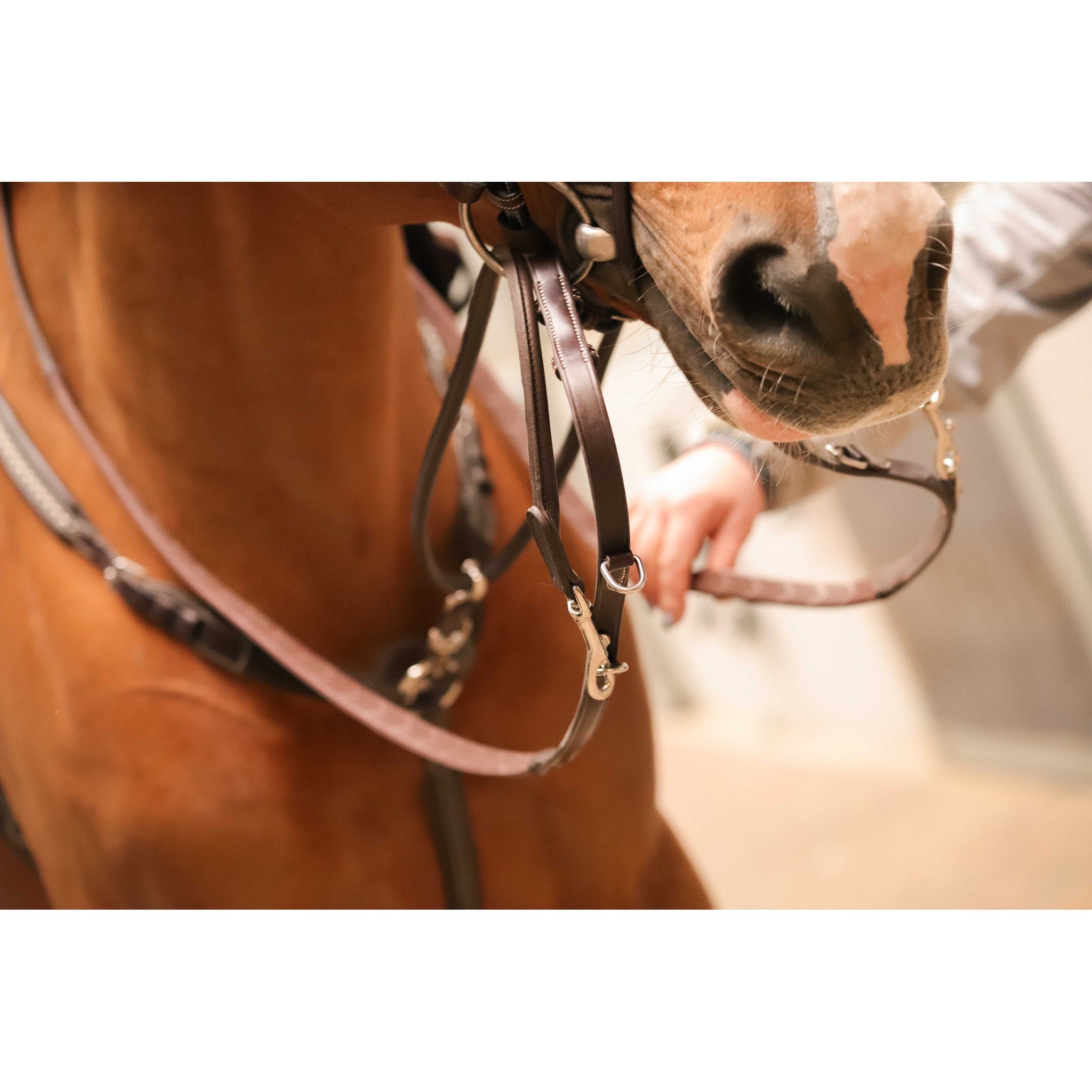 Pénélope Howlett training aid Havana 306103018