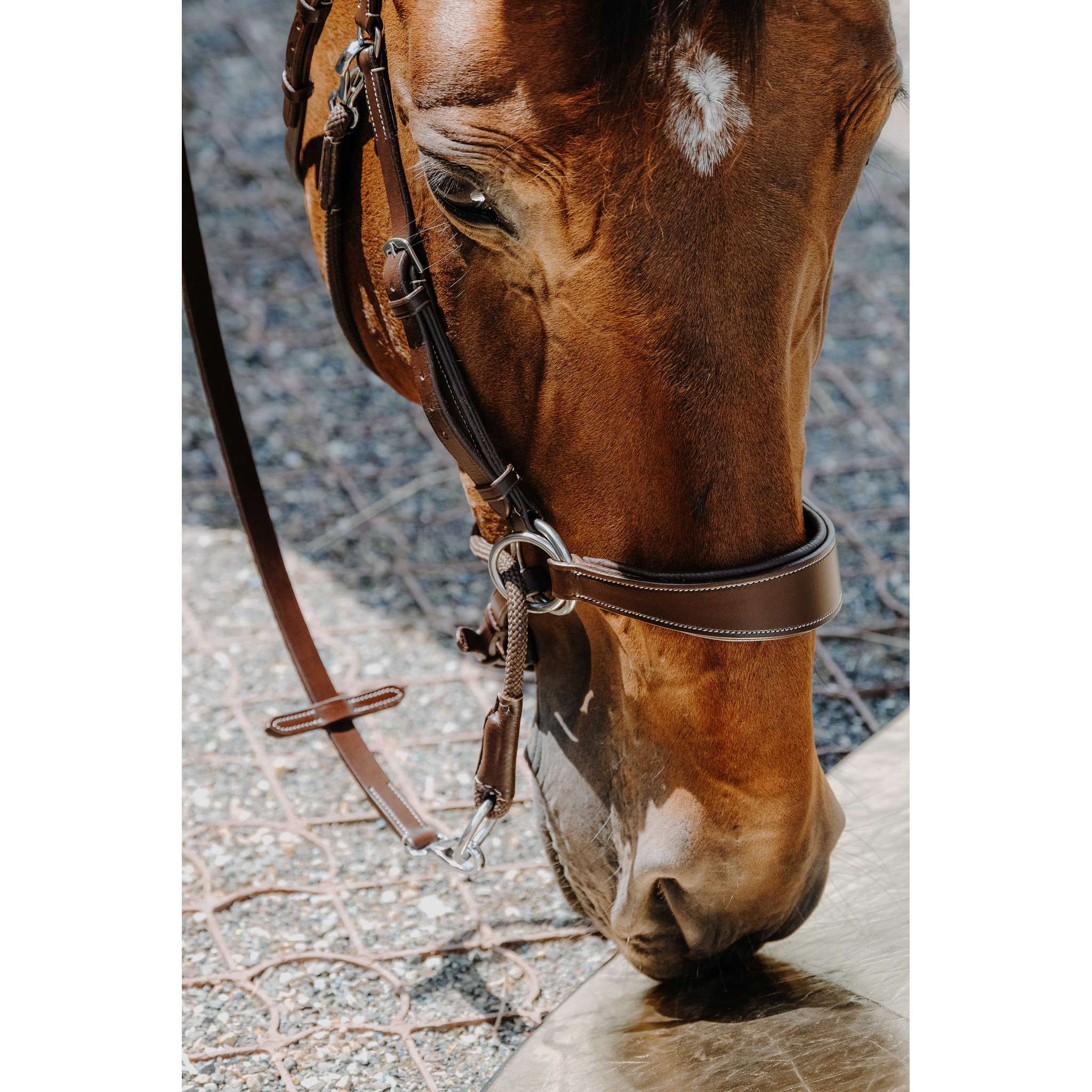 Norton Bitless Bridle Havana 301803318