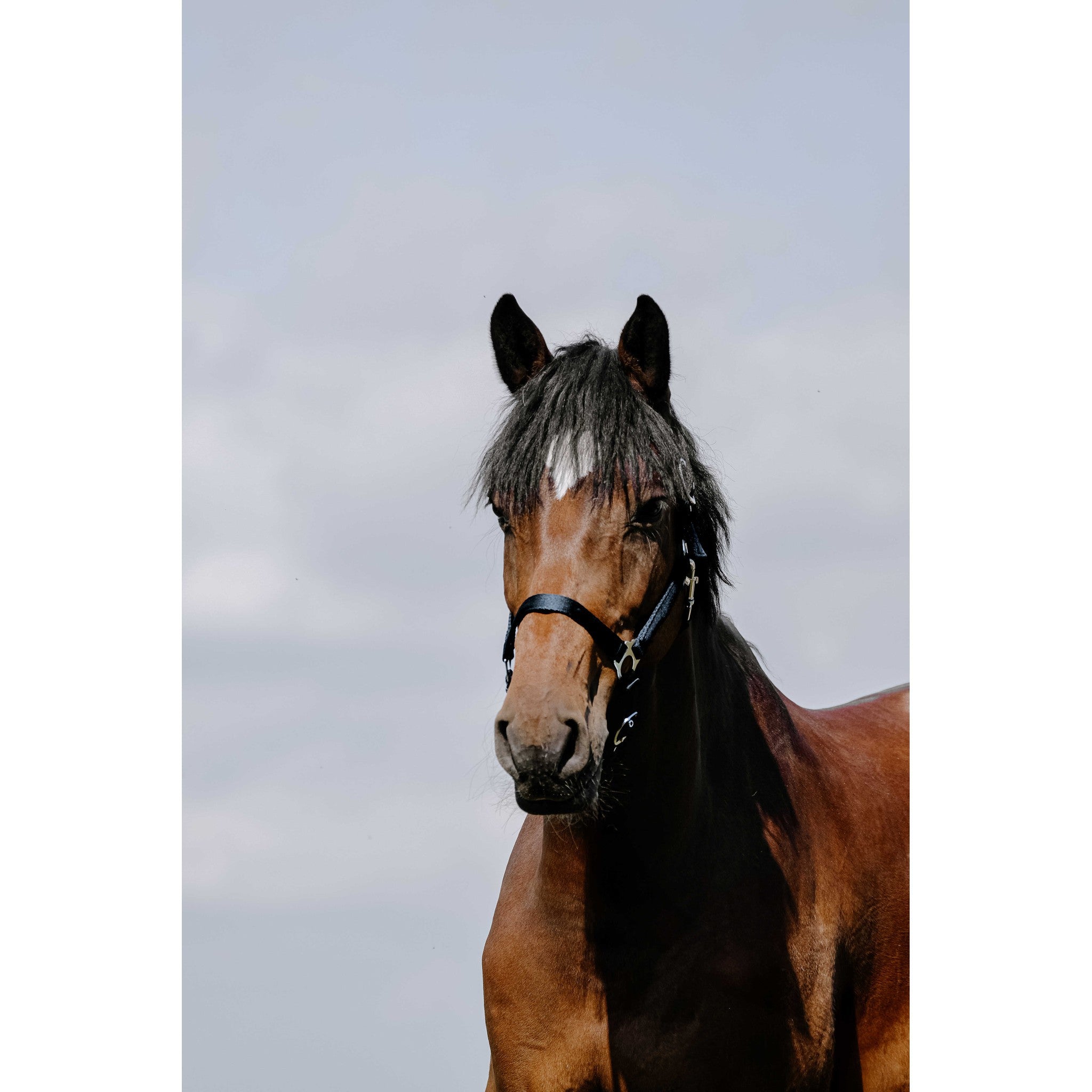 Riding World Cushion Halter Navy blue 510258307