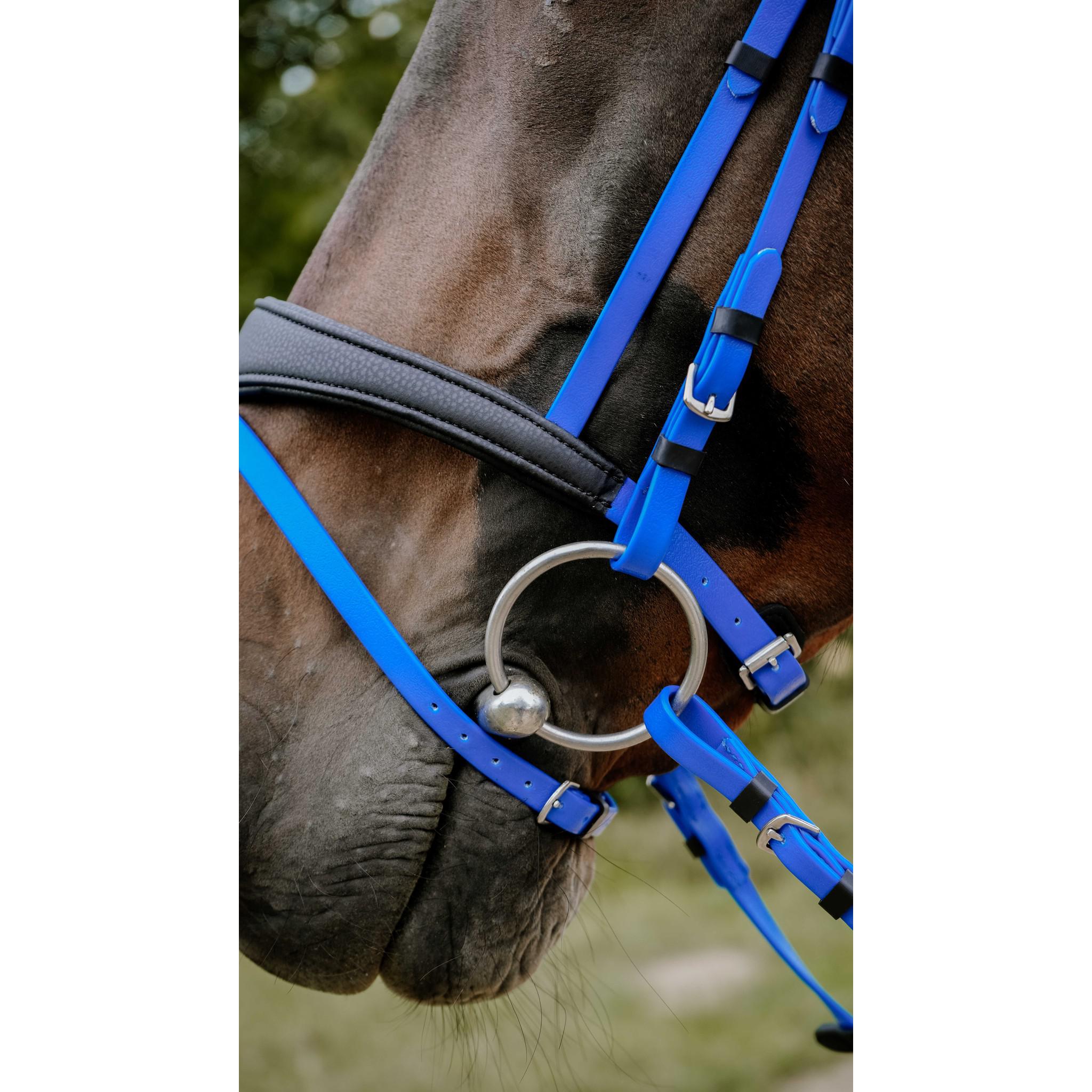 Norton Pop Bridle Royal blue 301928306