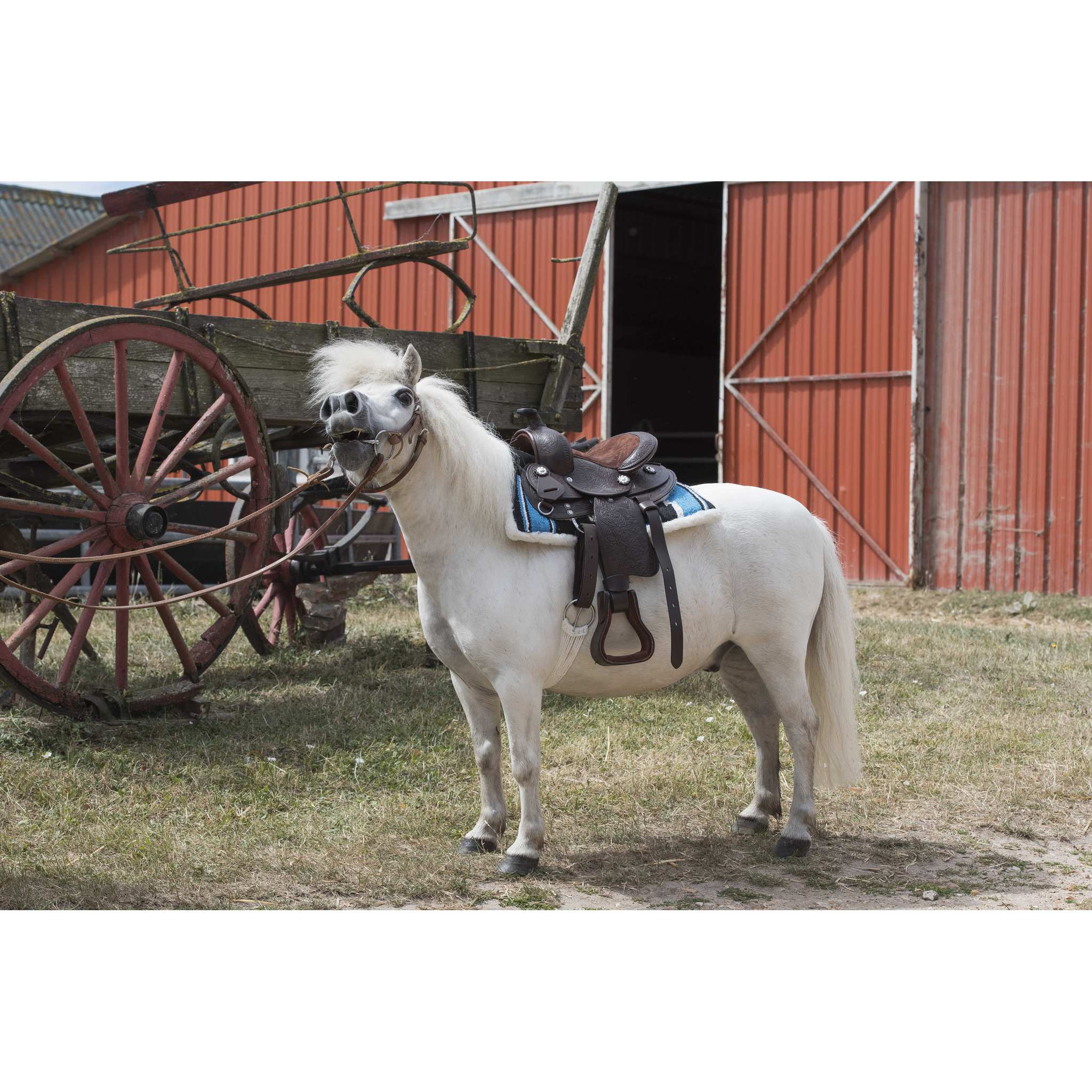 Westride Topeka Western Saddle Havana - 800076_ambi_5