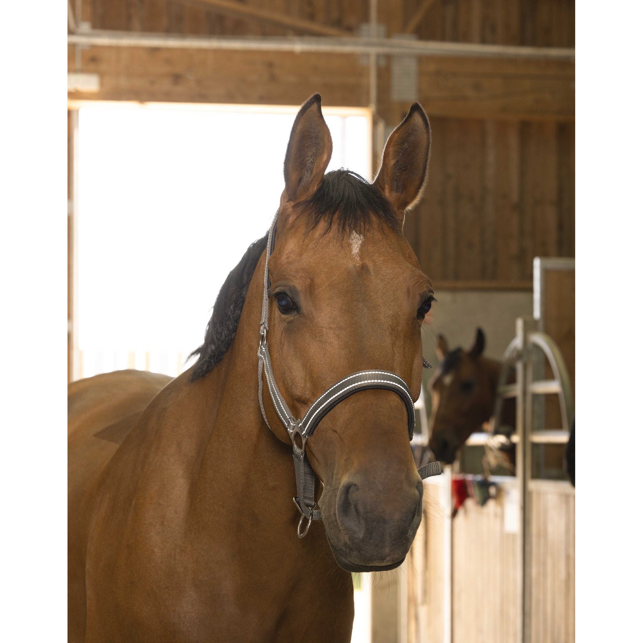 Norton Reflective halter Grey 510630311