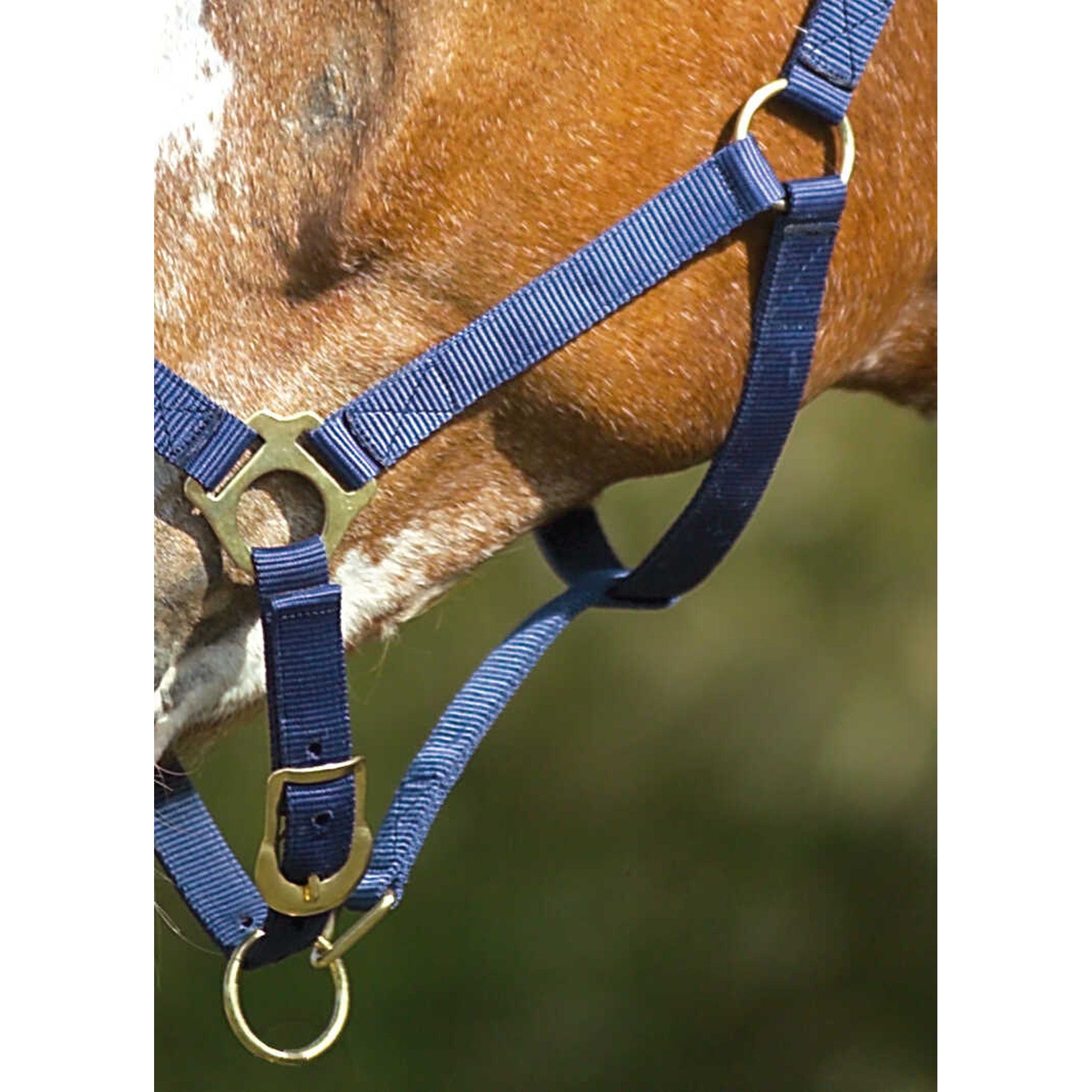 Norton Double thickness nylon headcollar with buckles Navy blue 510041007