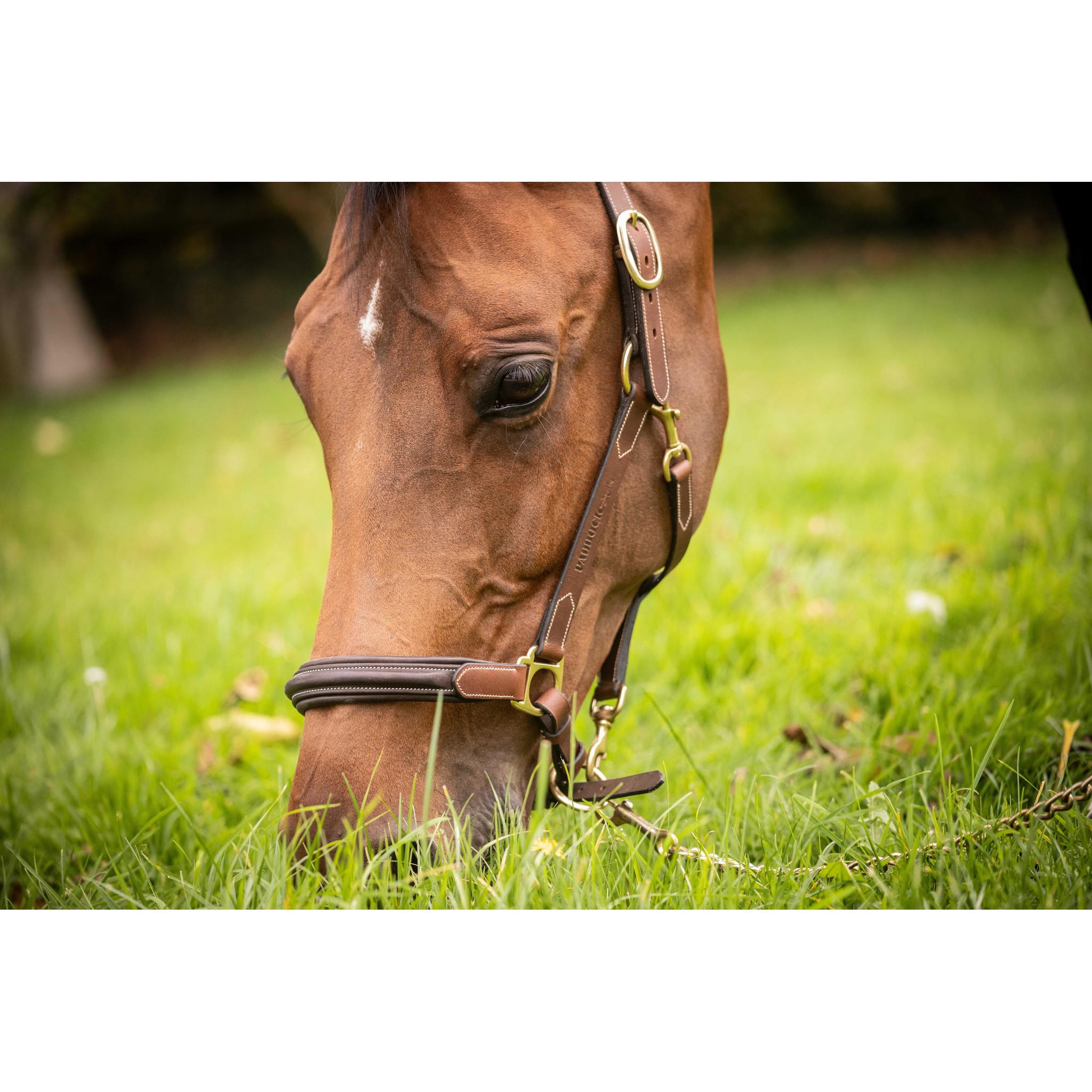 Paddock Sports 3-Snap Halter Havana 301614304