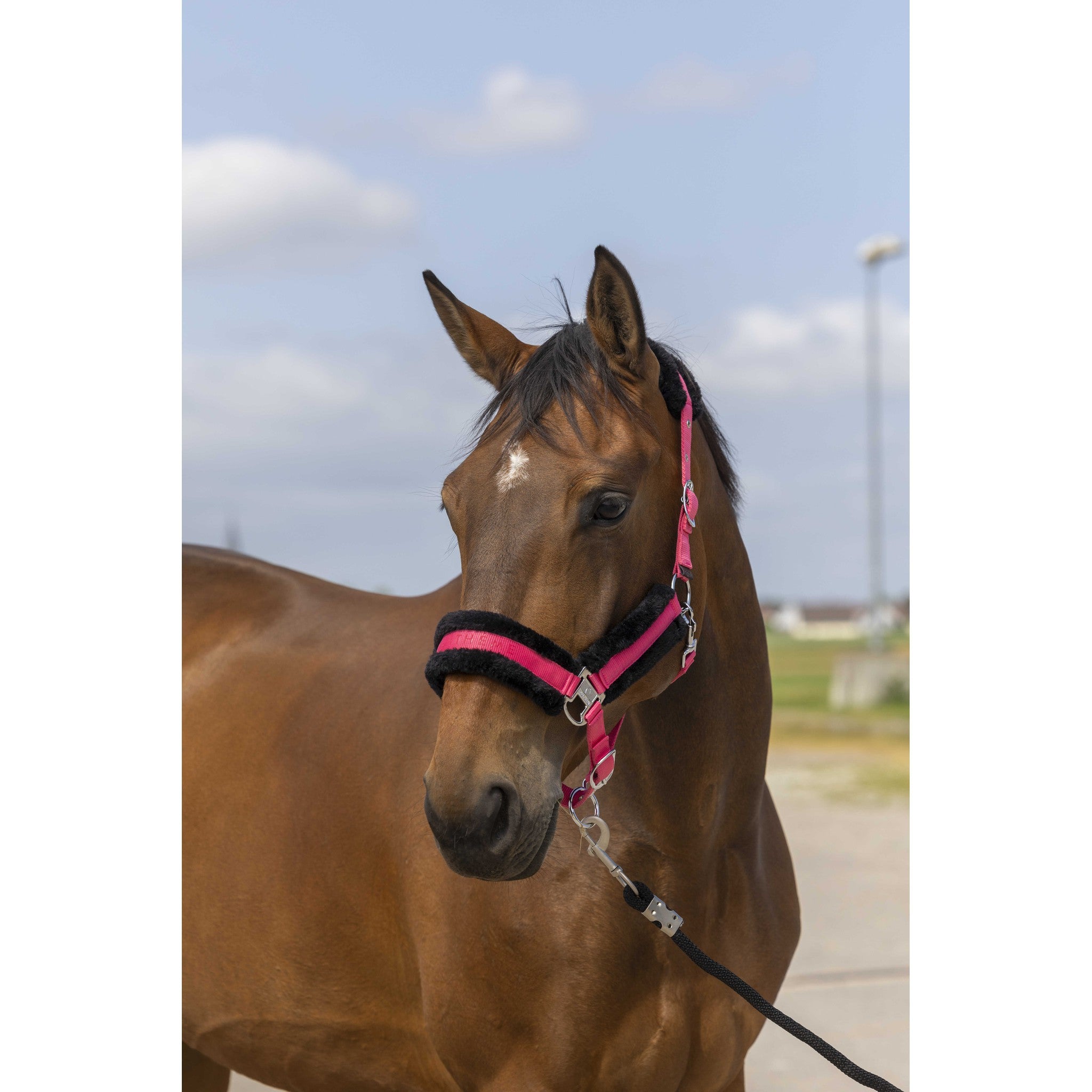 EQUITHÈME Mouton Halter Pink/black 510253313