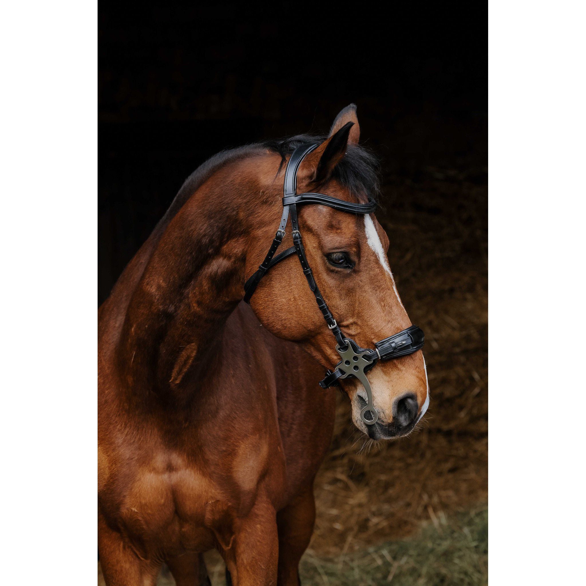 Norton Pro Hackamore Bridle Black 301899302