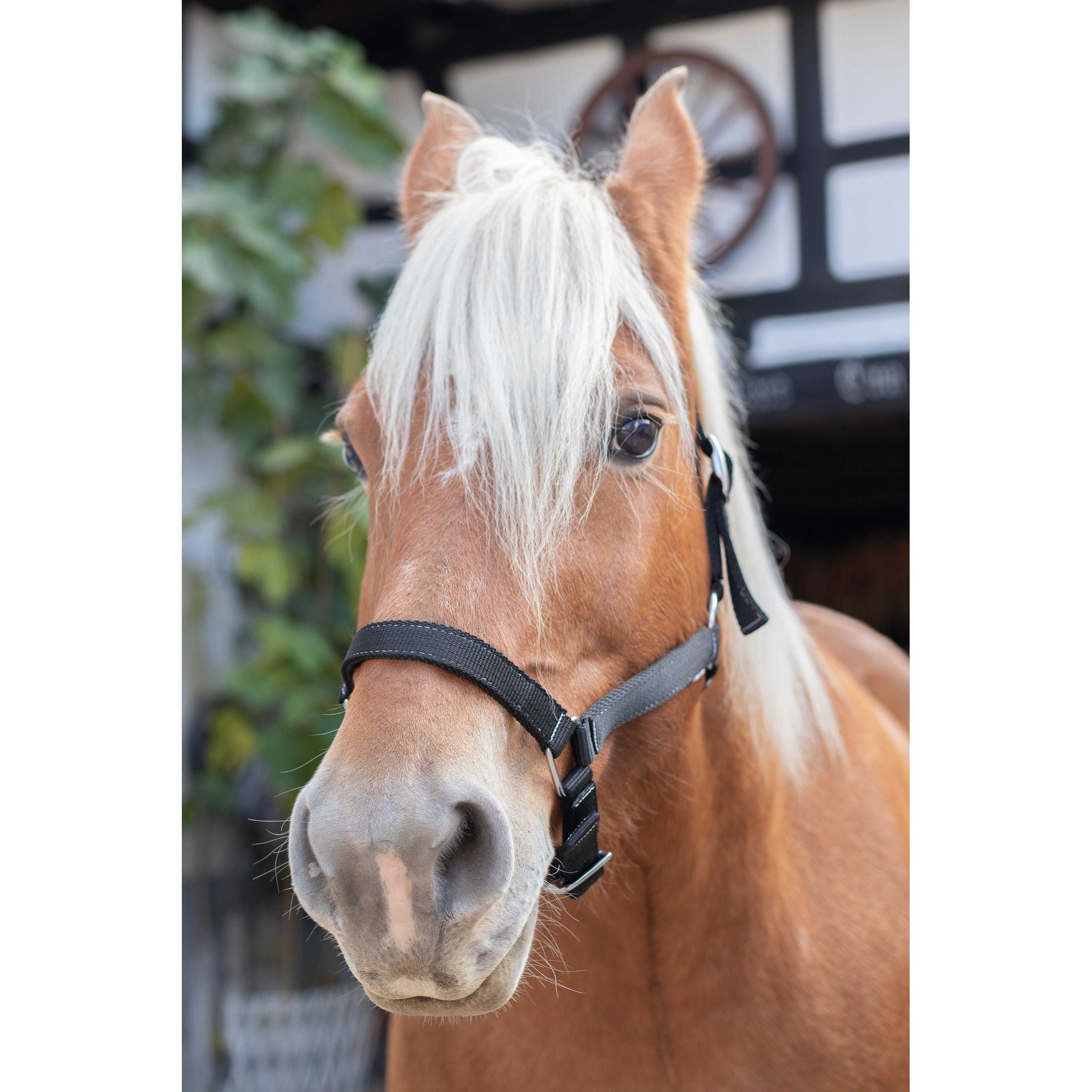 Draught horse nylon headcollar NORTON Black 510193002