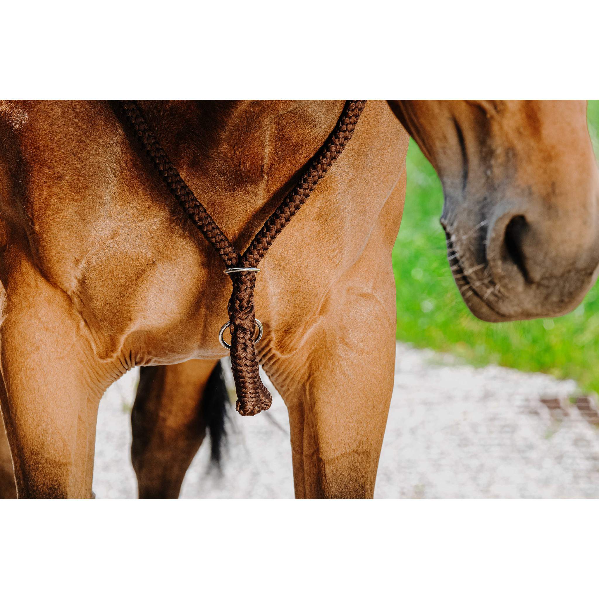 Norton Ethological Collar chestnut brown 520990004