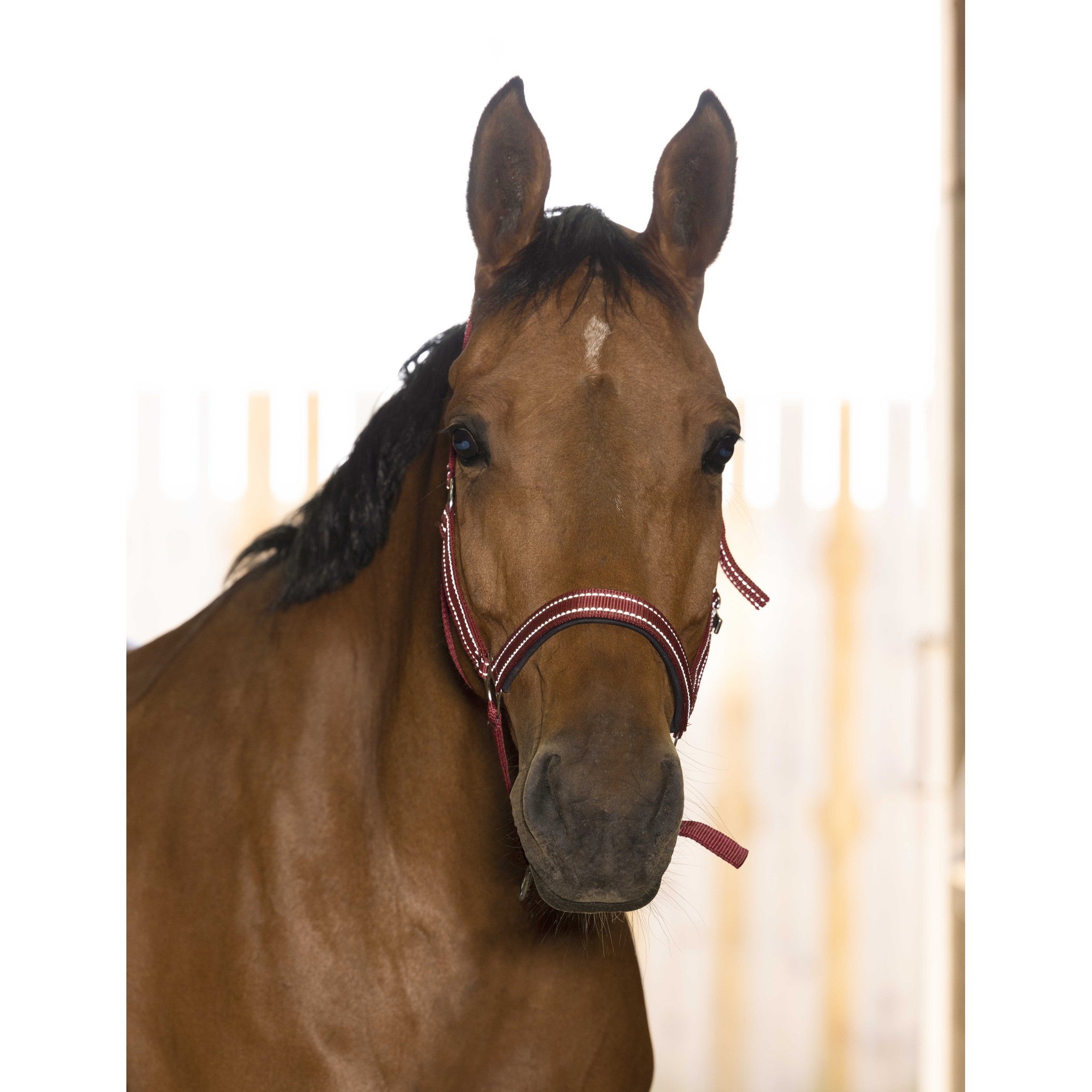 Norton Reflective halter Burgundy 510630333