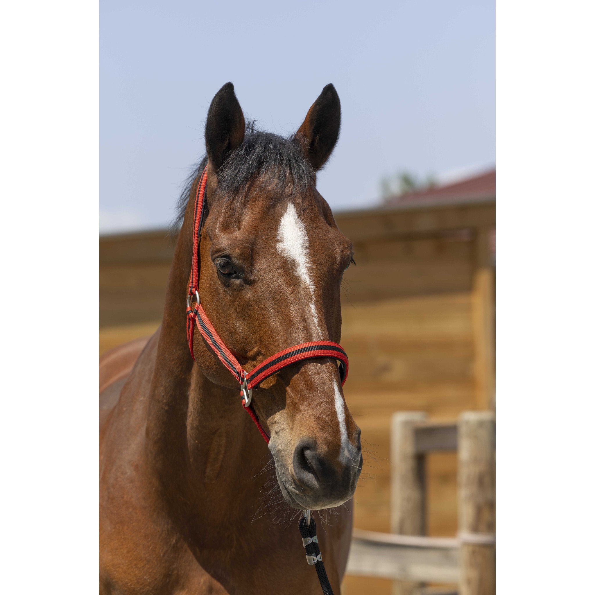 Norton Satine Halter Red/black 510248356