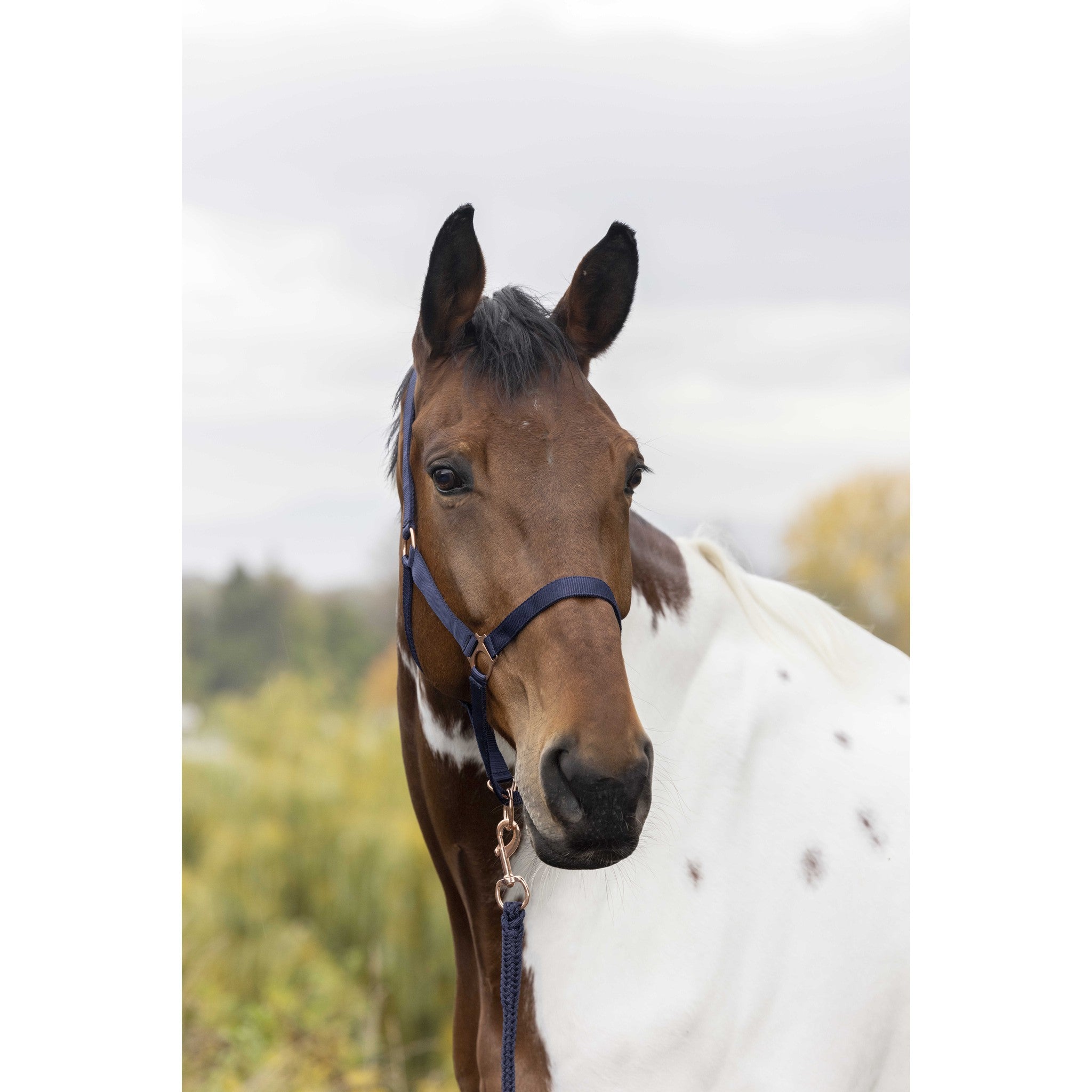Norton Rose gold Halter + Lead Rope Navy blue 510498007