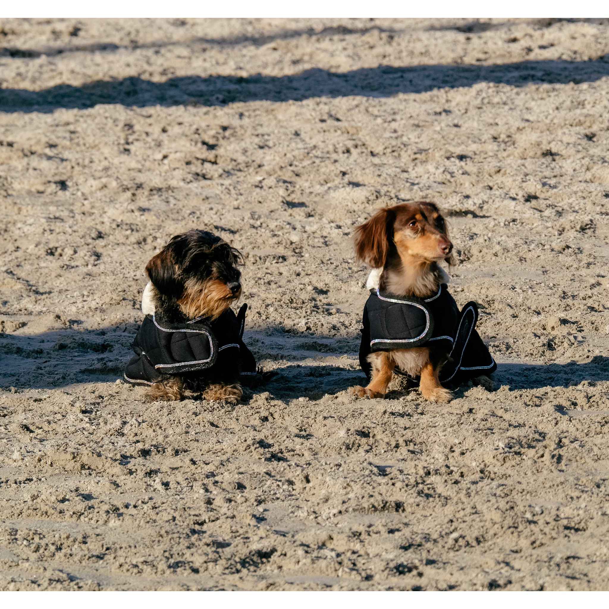 Je t'aime EQUITHÈME Velours dog rug Black 409037240