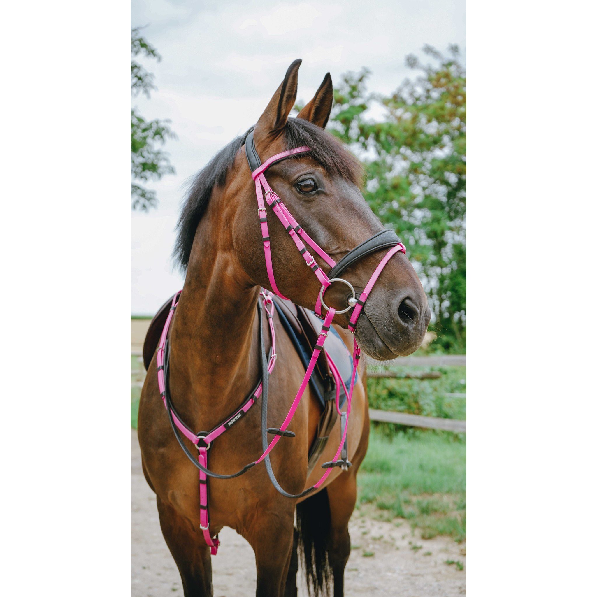 Norton Pop Bridle Pink 301928313
