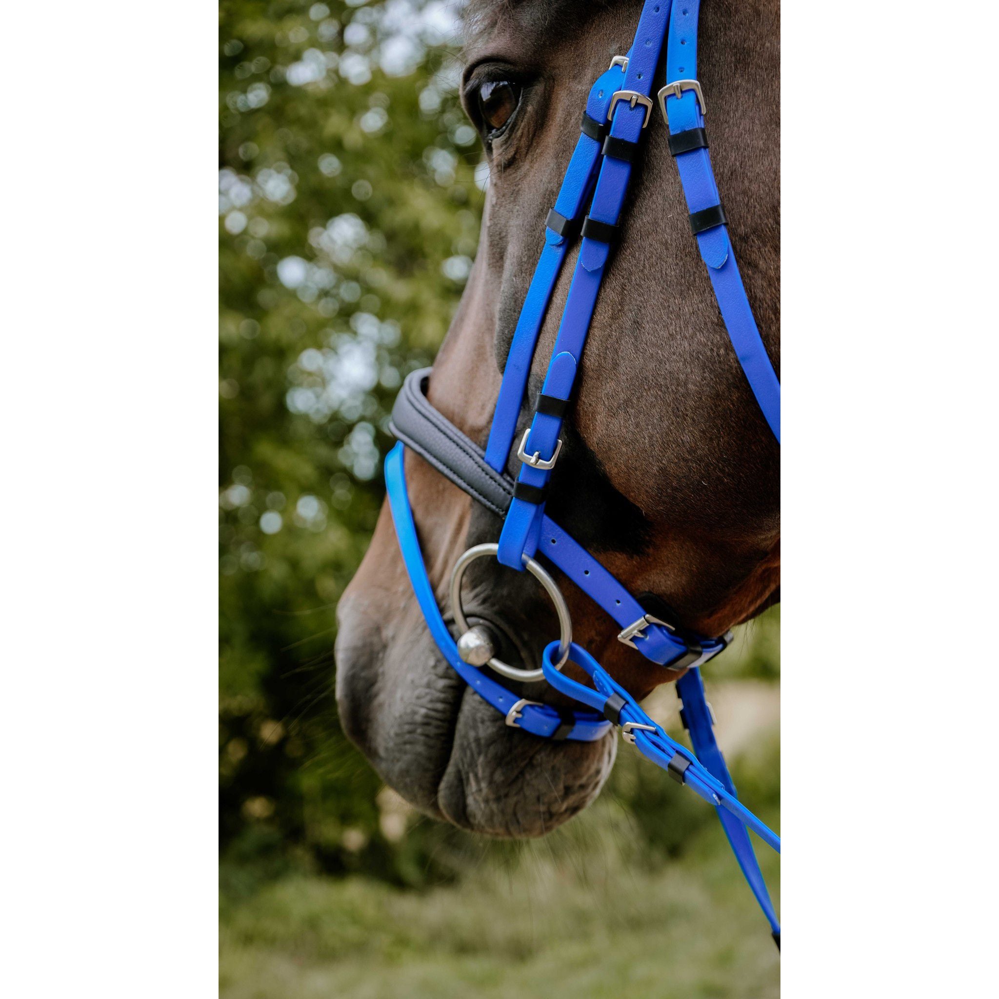 Norton Pop Bridle Royal blue 301928306