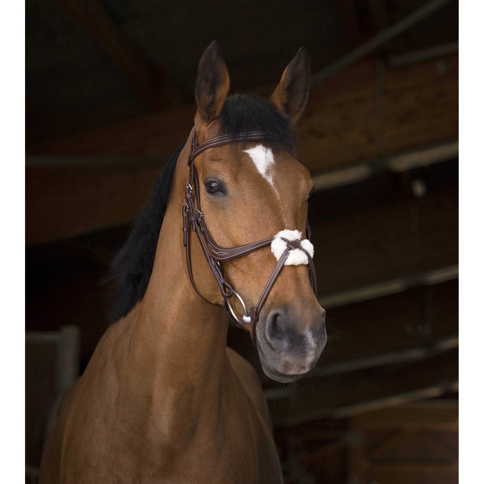 Norton Pro cross noseband Bridle Havana 301893318