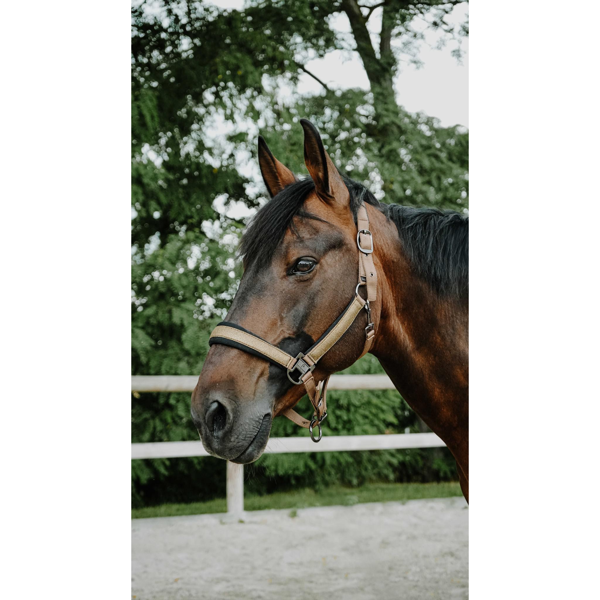 EQUITHÈME Halter - Glowy Beige/copper 510273352