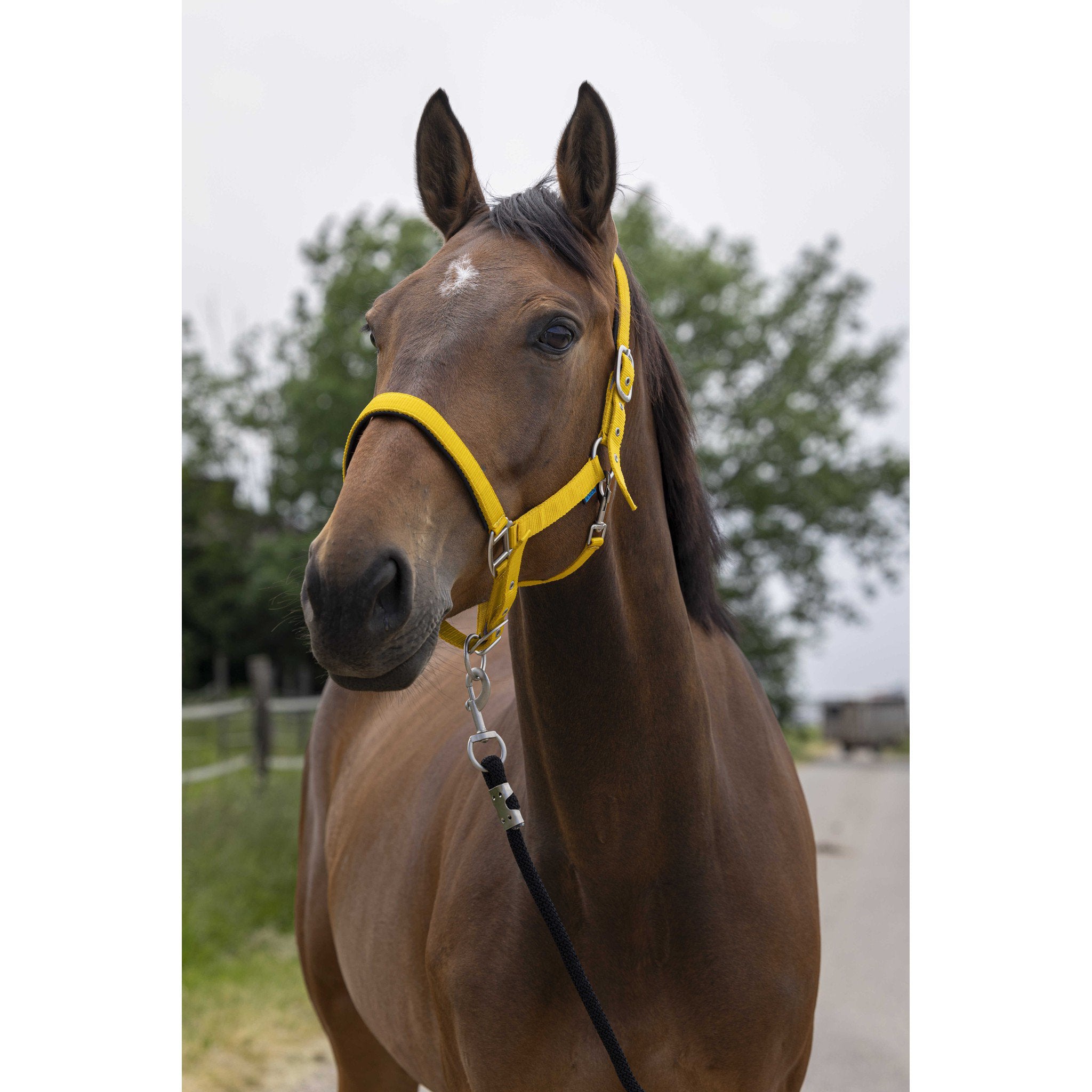 Norton Satine Halter Gold 510248326