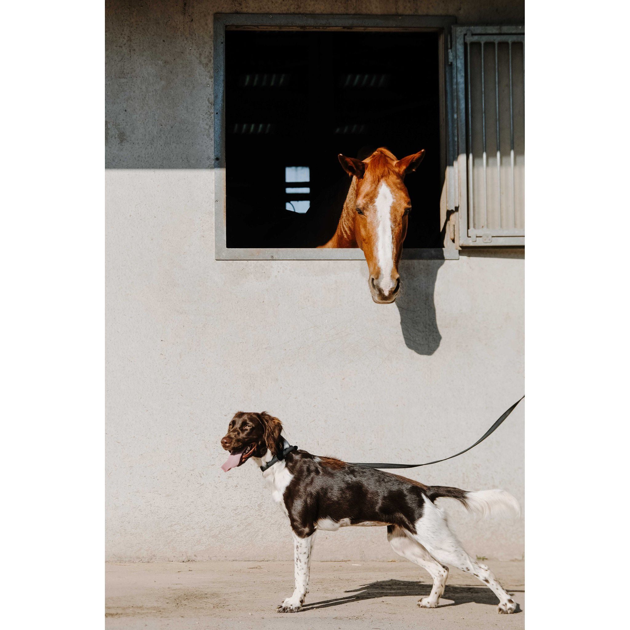 EQUITHÈME Nala Dog Collar Black 409051230