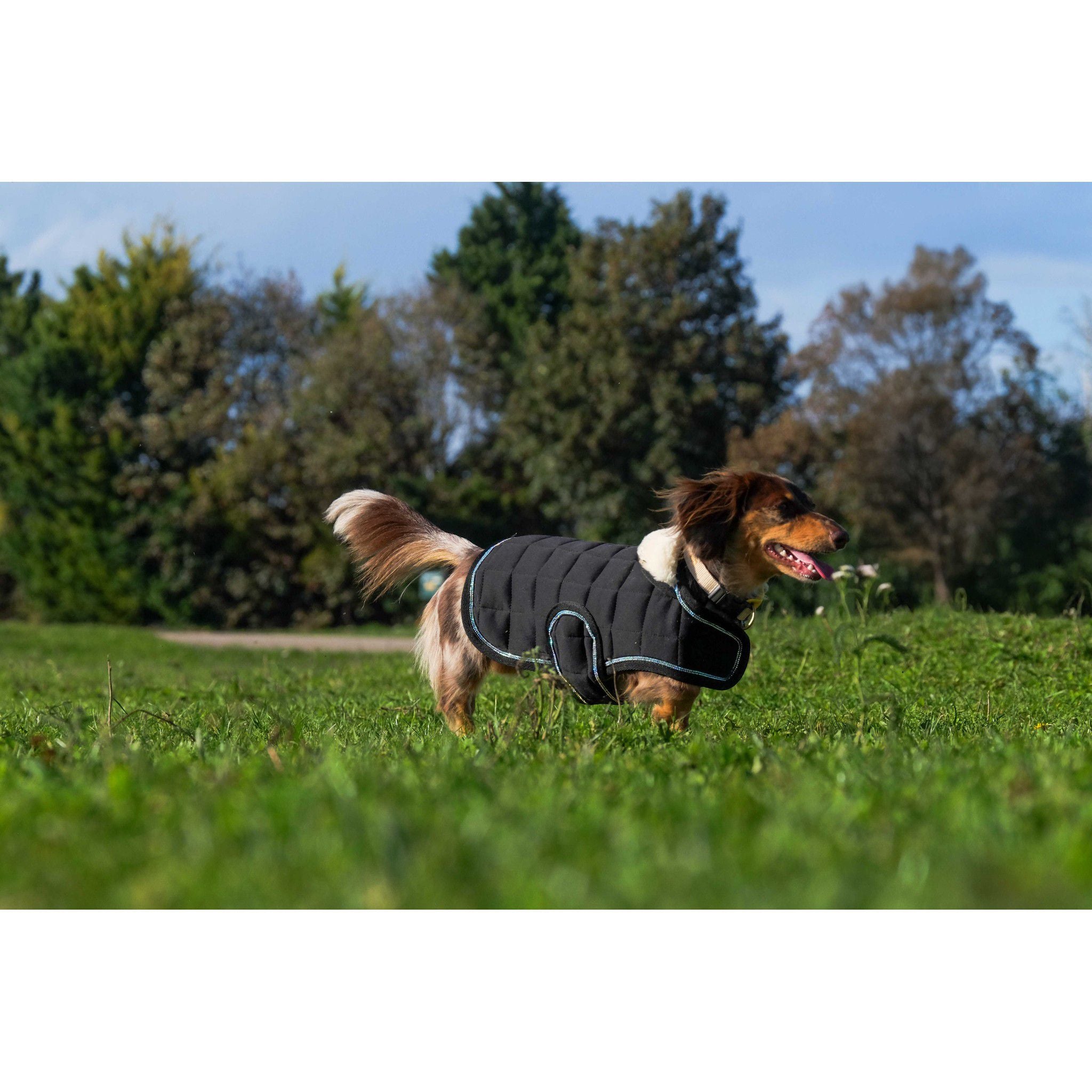 Je t'aime EQUITHÈME Velours dog rug Black 409037240