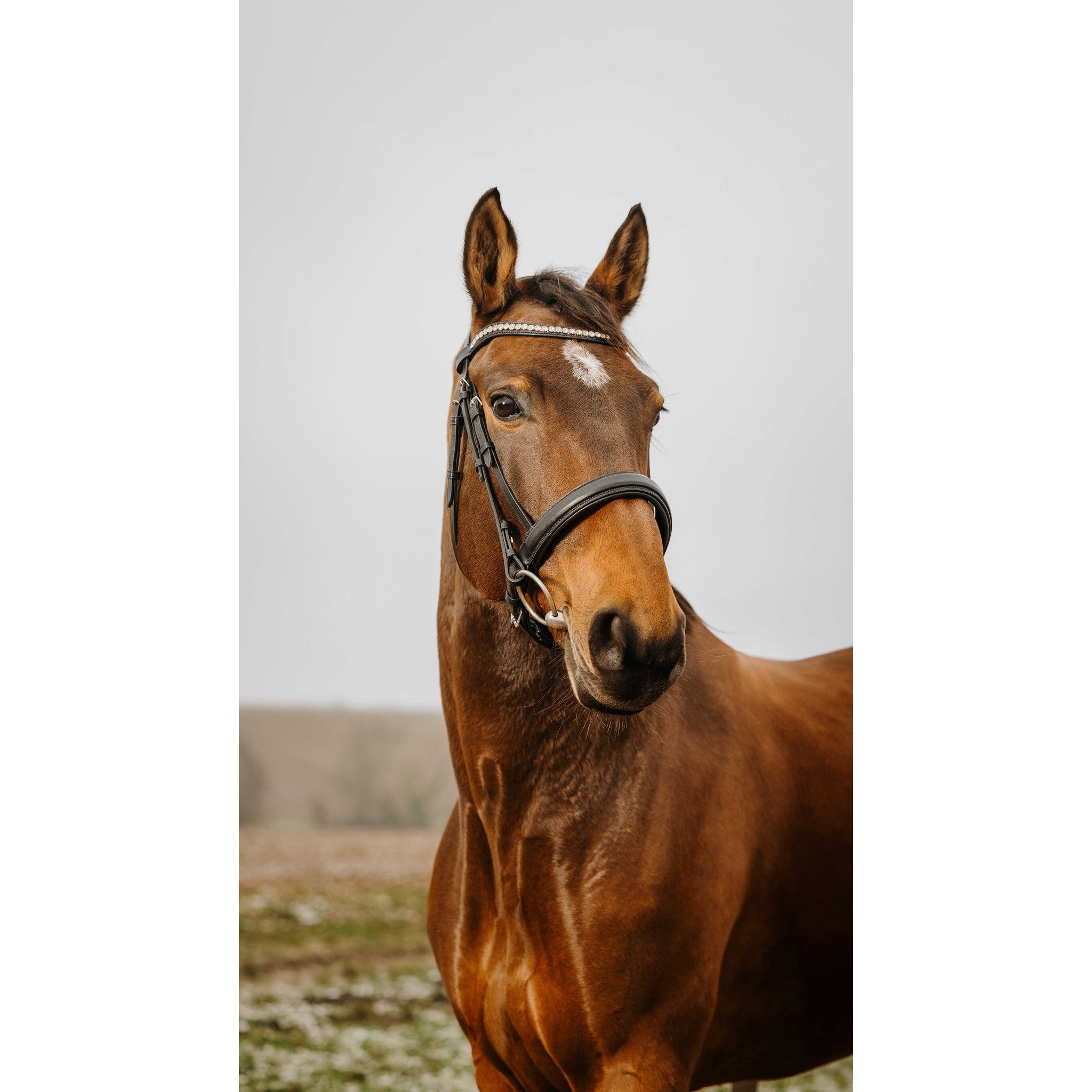 Norton Club Diva Bridle Black 301914302