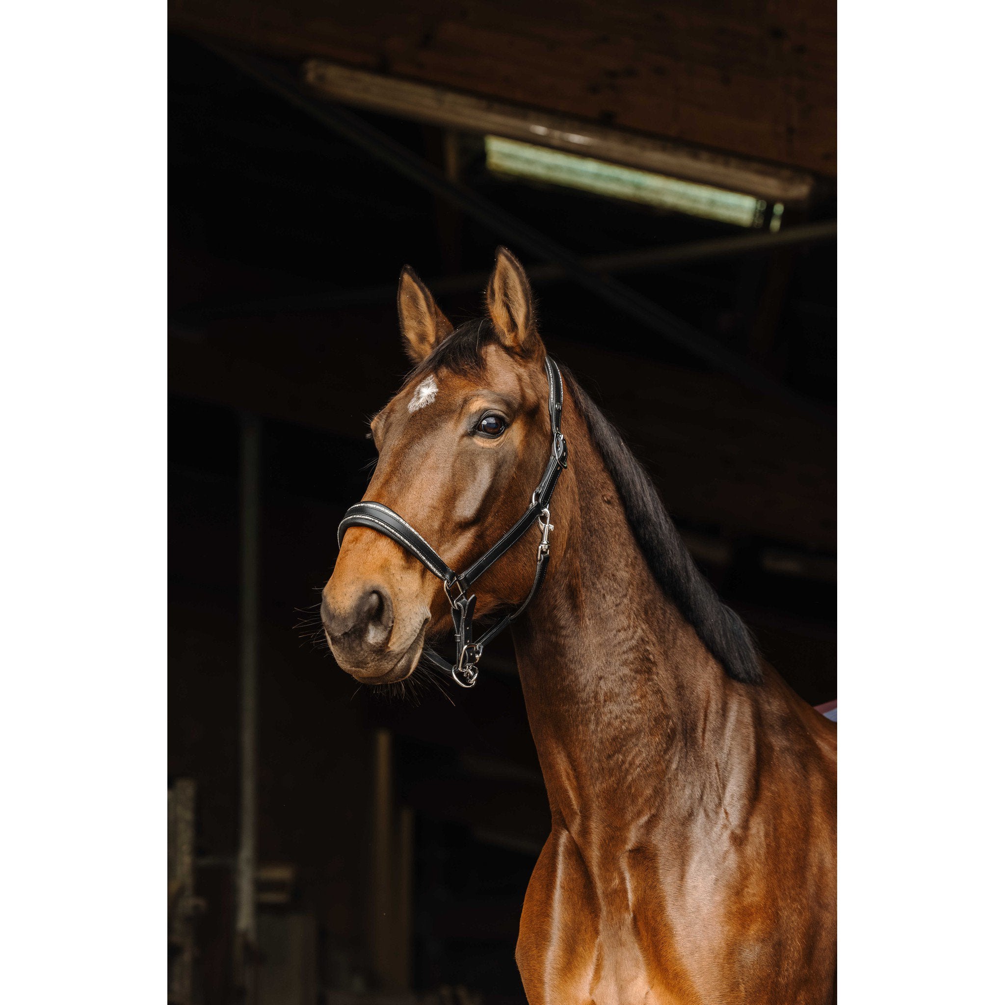 Norton Rock Halter Black 510308302