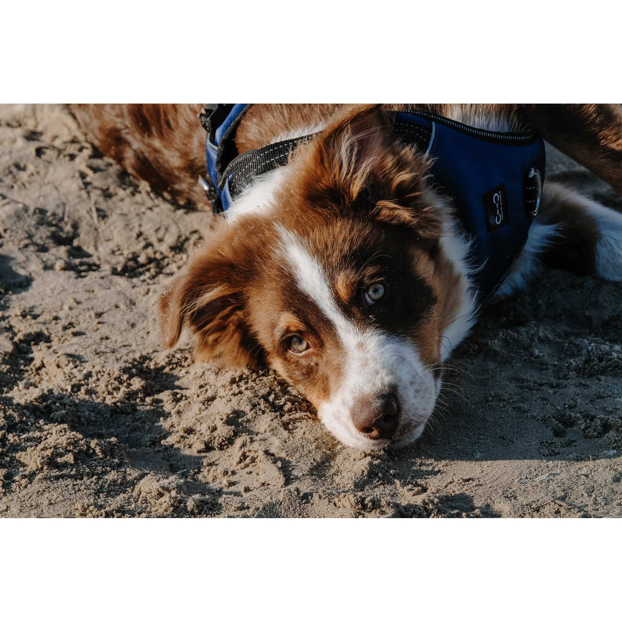 Riding World Simba Dog Harness Navy blue 409059002