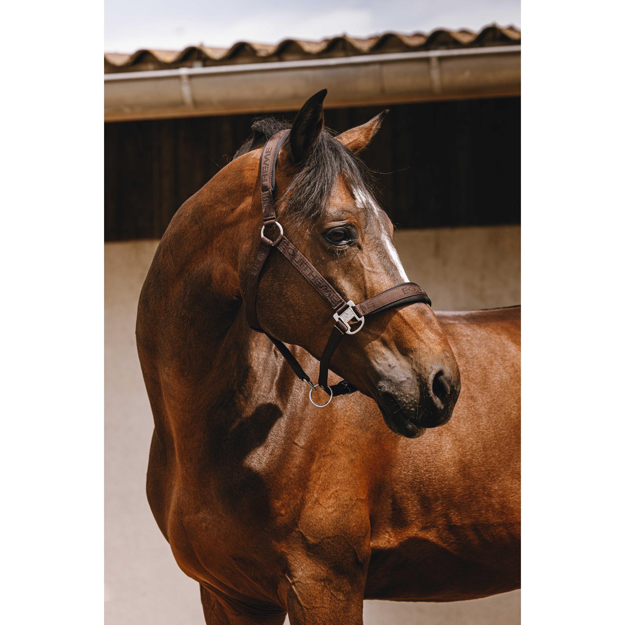 EQUITHÈME Jacquard Halter chestnut brown 510259304