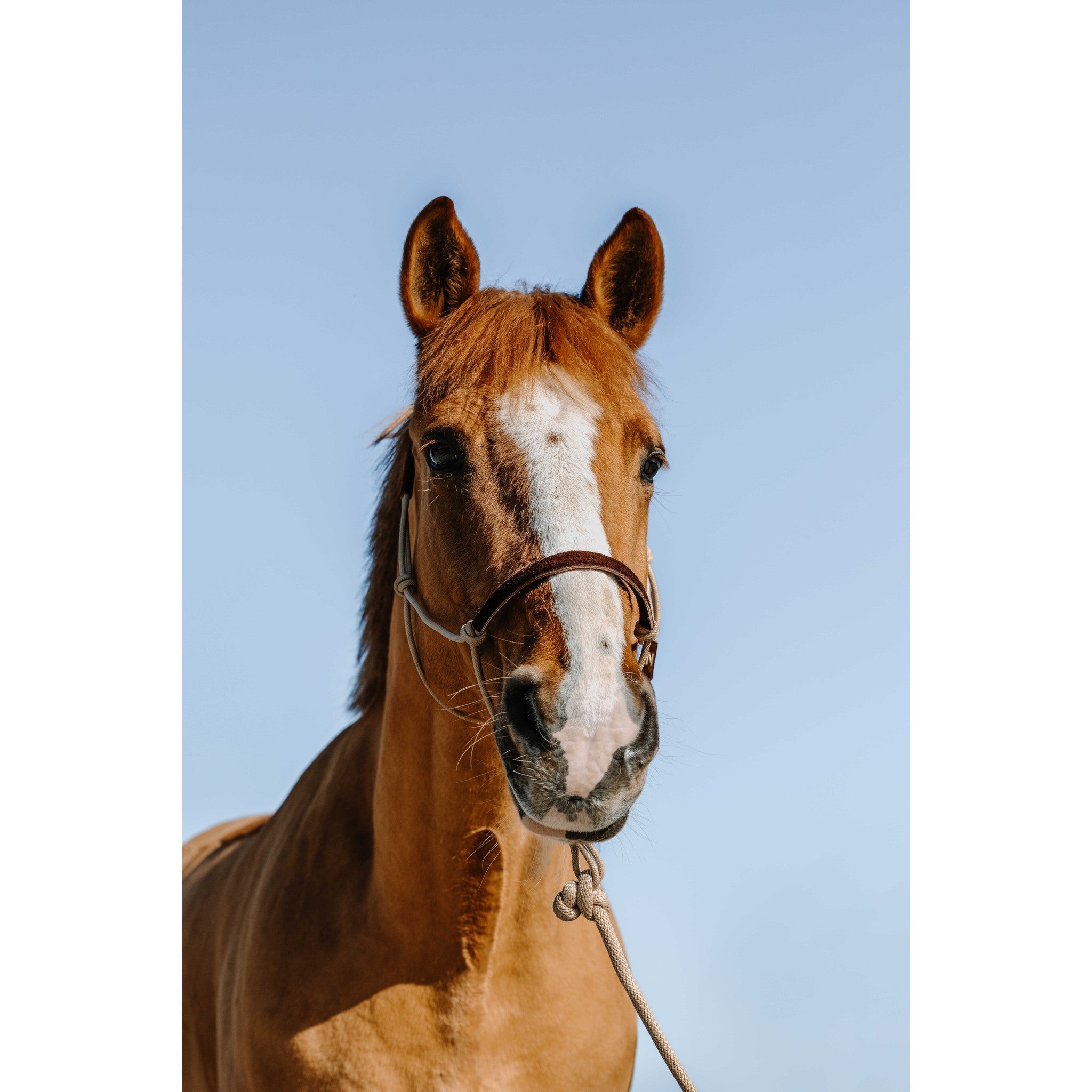 Norton Suede Rope Halter and Lead Set Beige/chocolate 510270405