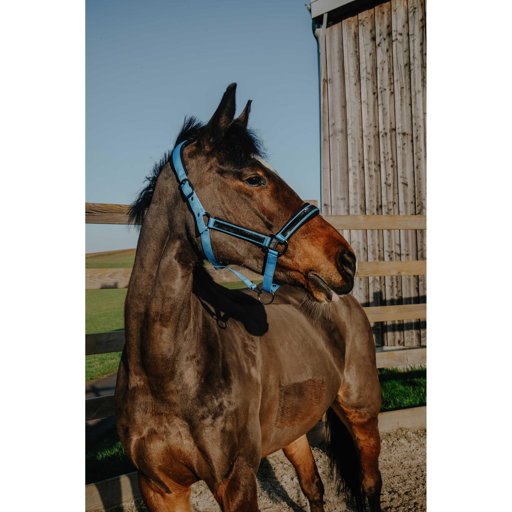 EQUITHÈME Strass Halter Light blue - 510250311_ambi_1