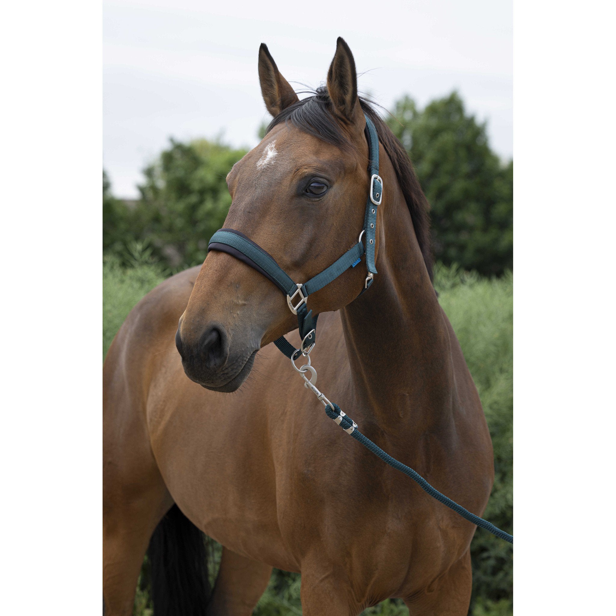 Norton Large Halter + lead rope Dark green 510249309
