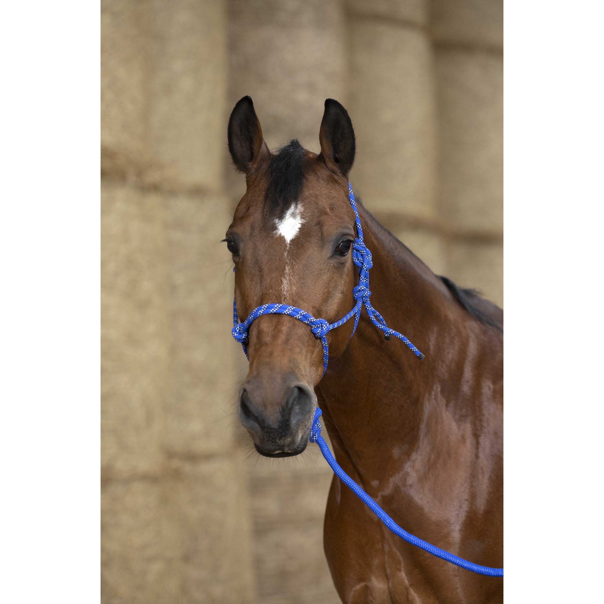 Norton Eco Ethological Halter + Lead Rope Royal blue 510163006