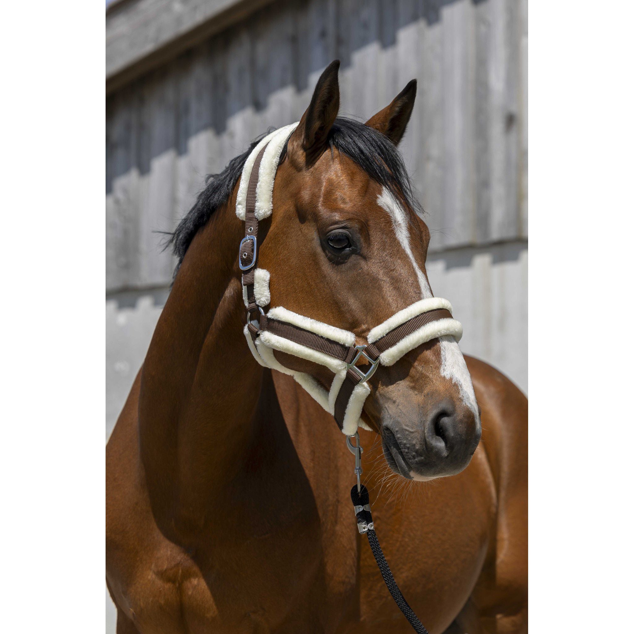 Norton Cosy Halter Chocolate 510243304